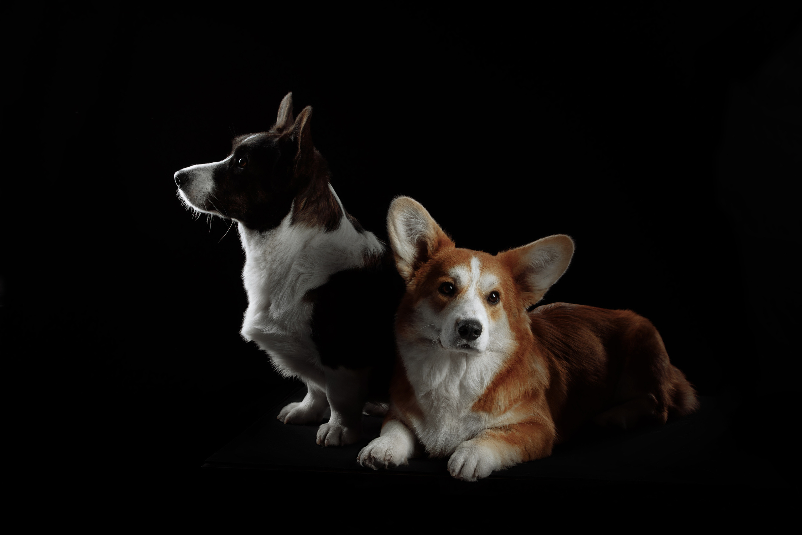 Фотограф-анималист Саша Вязьмина