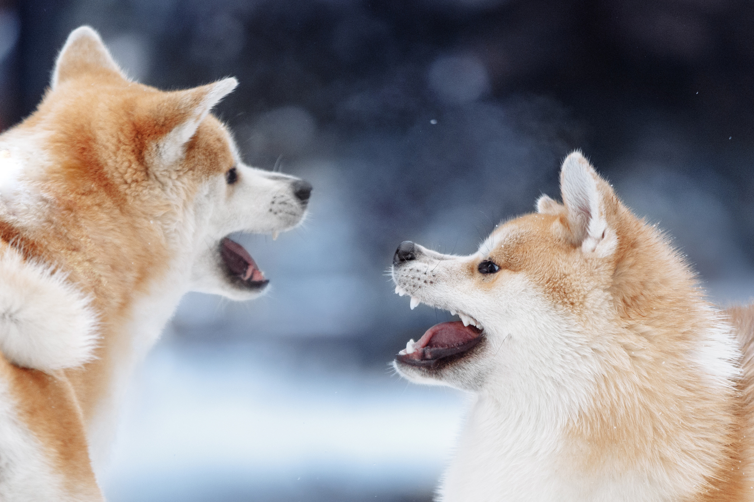 Фотограф-анималист Саша Вязьмина