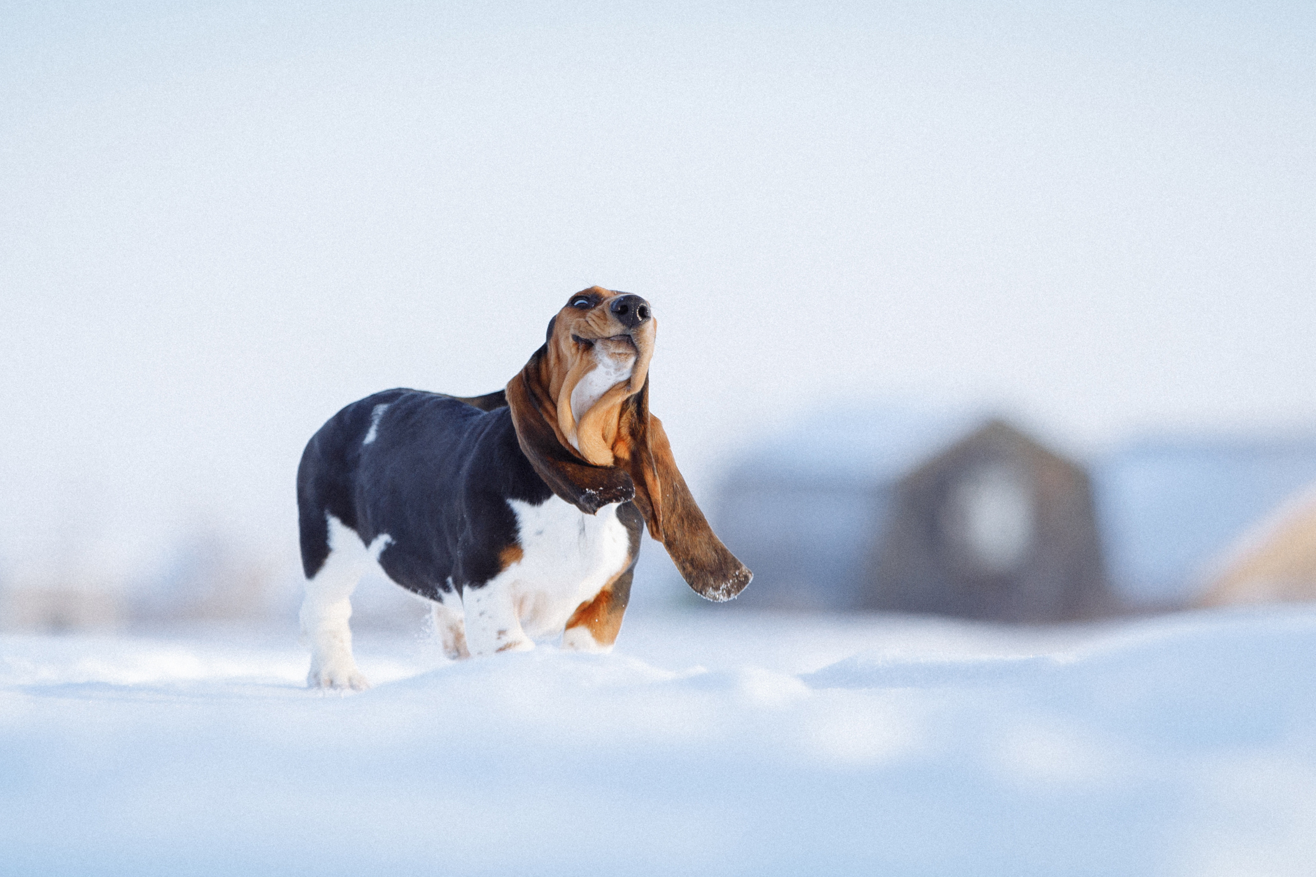 смешной бассет хаунд в зимнем поле Оренбург фотограф анималист Саша Вязьмина 