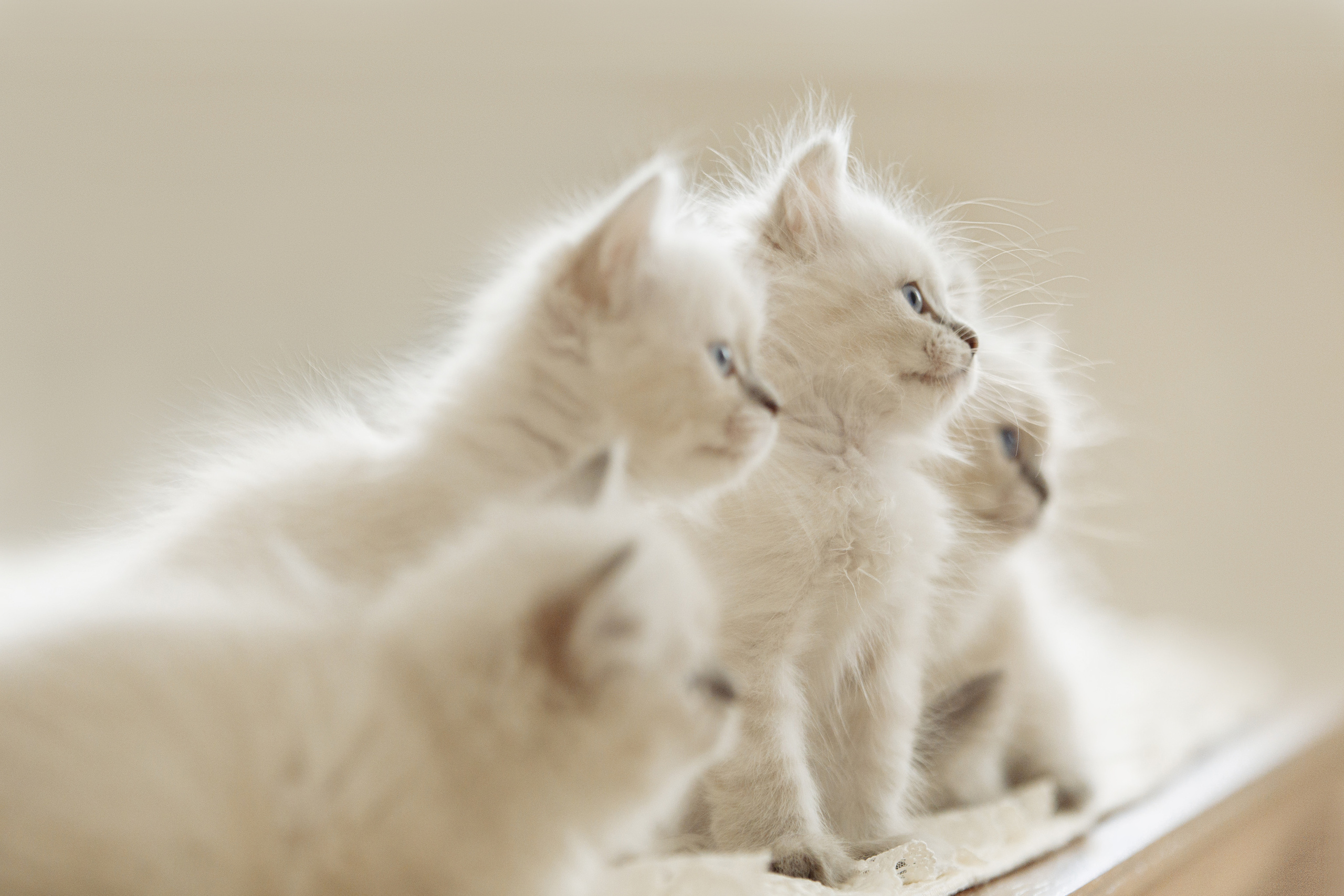 КОТОФОТО. Фотограф-анималист Саша Вязьмина