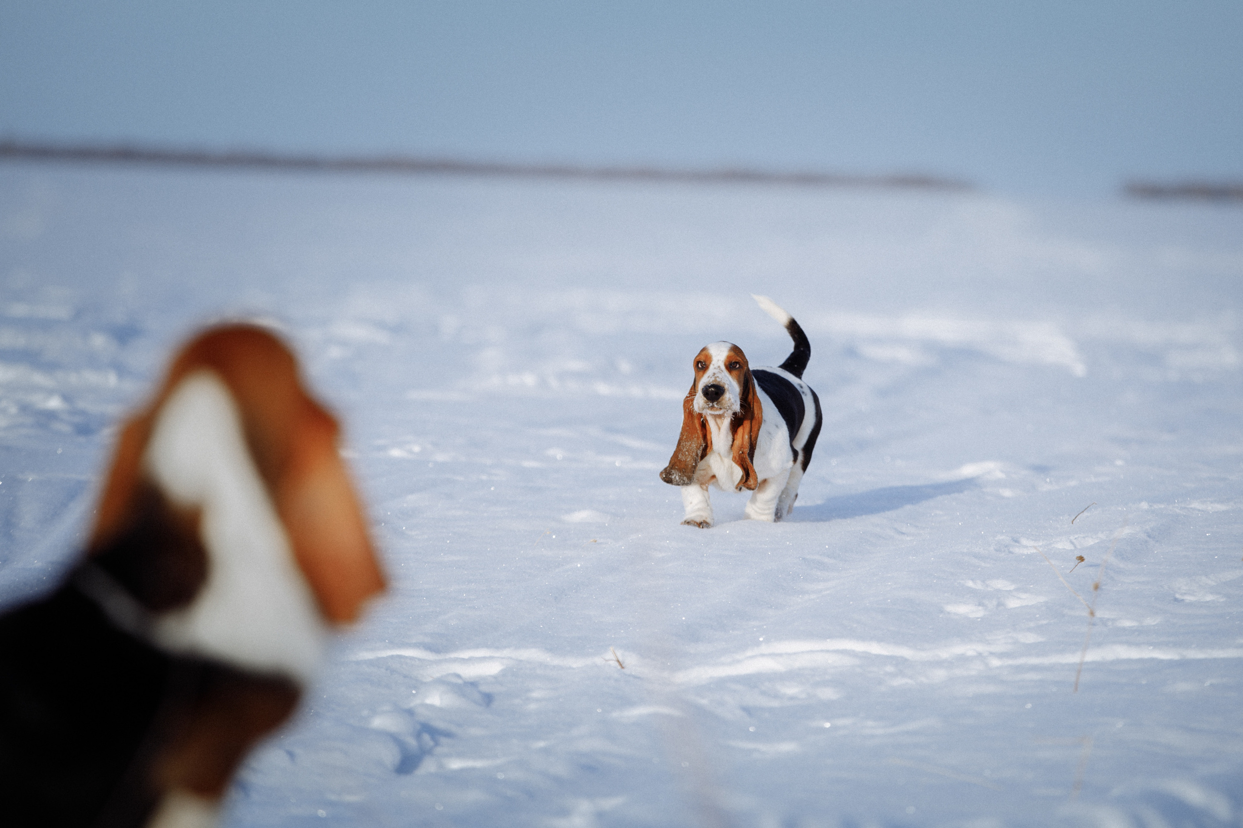 съемка для помета щенков бассет хаундов на природе зимой в поле 