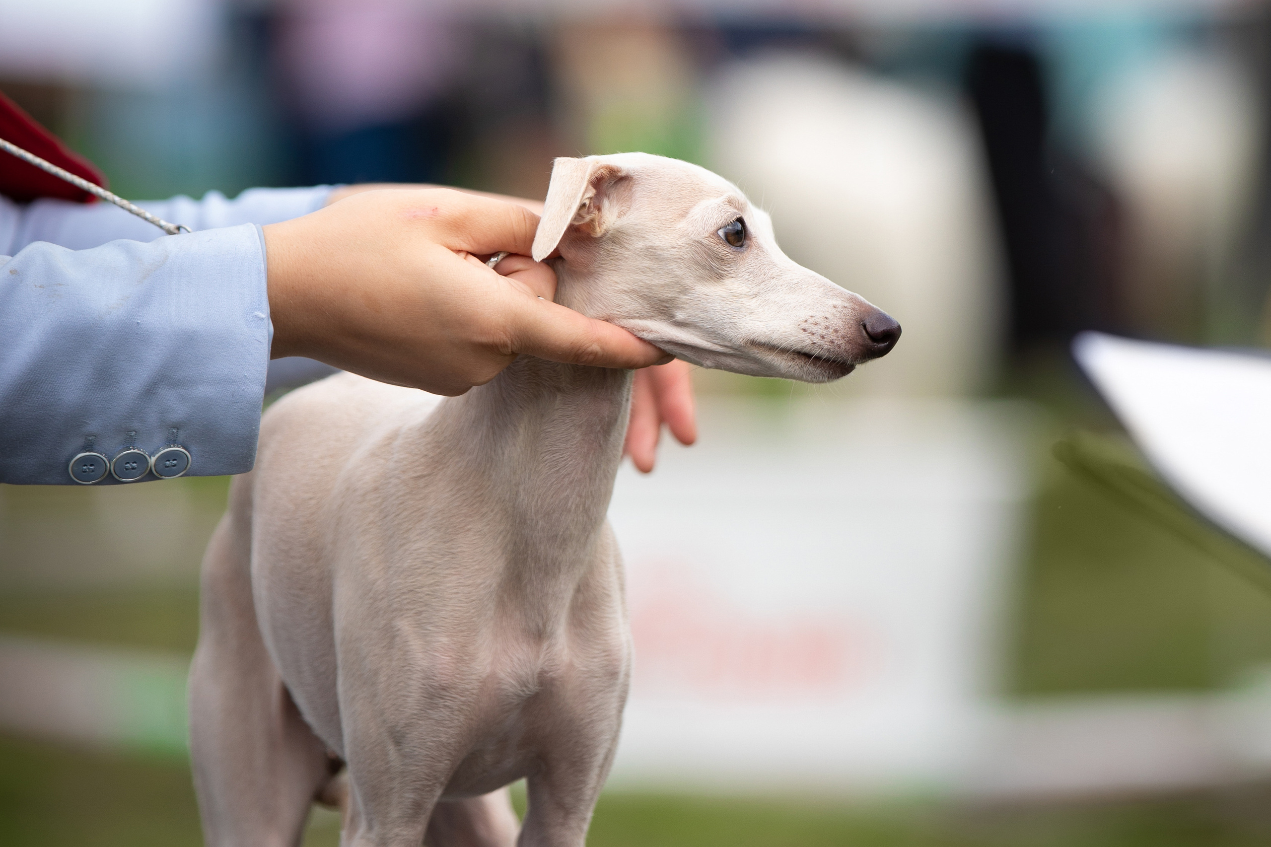 левретка фото выставка Магнитка вязьмина ринг 