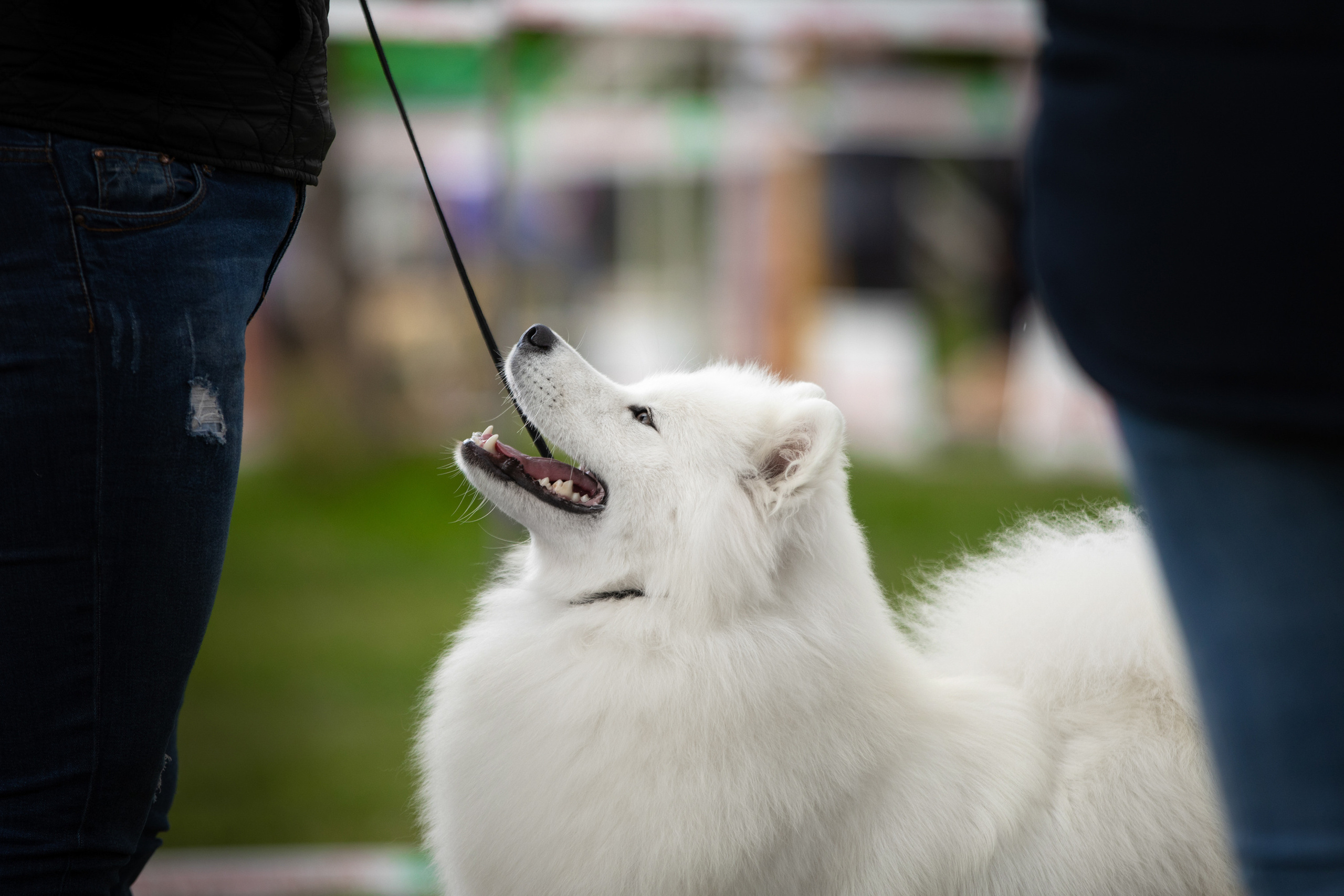 самоед на выставке собак 