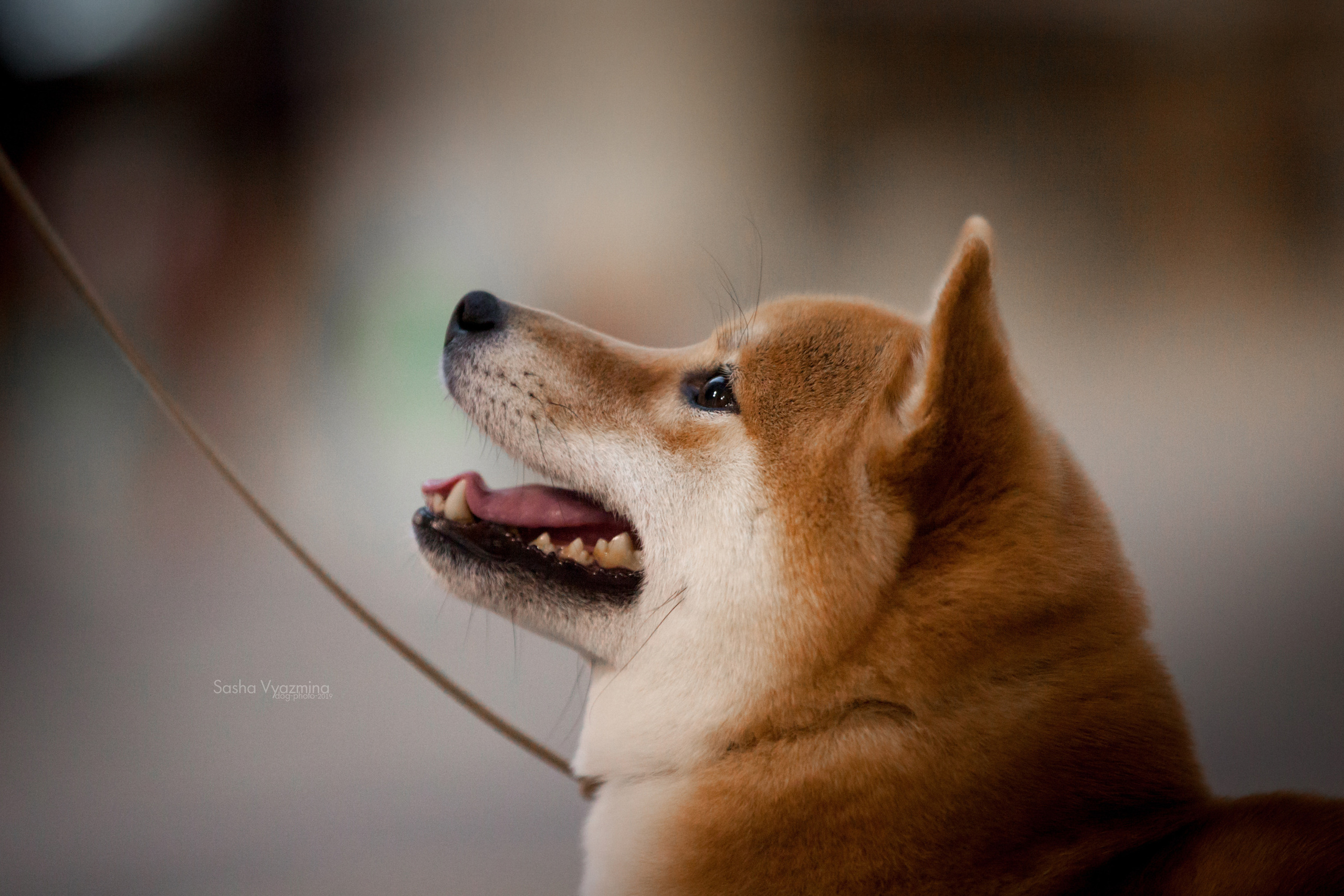 24.11.2019 — Самара. Фотограф-анималист Саша Вязьмина