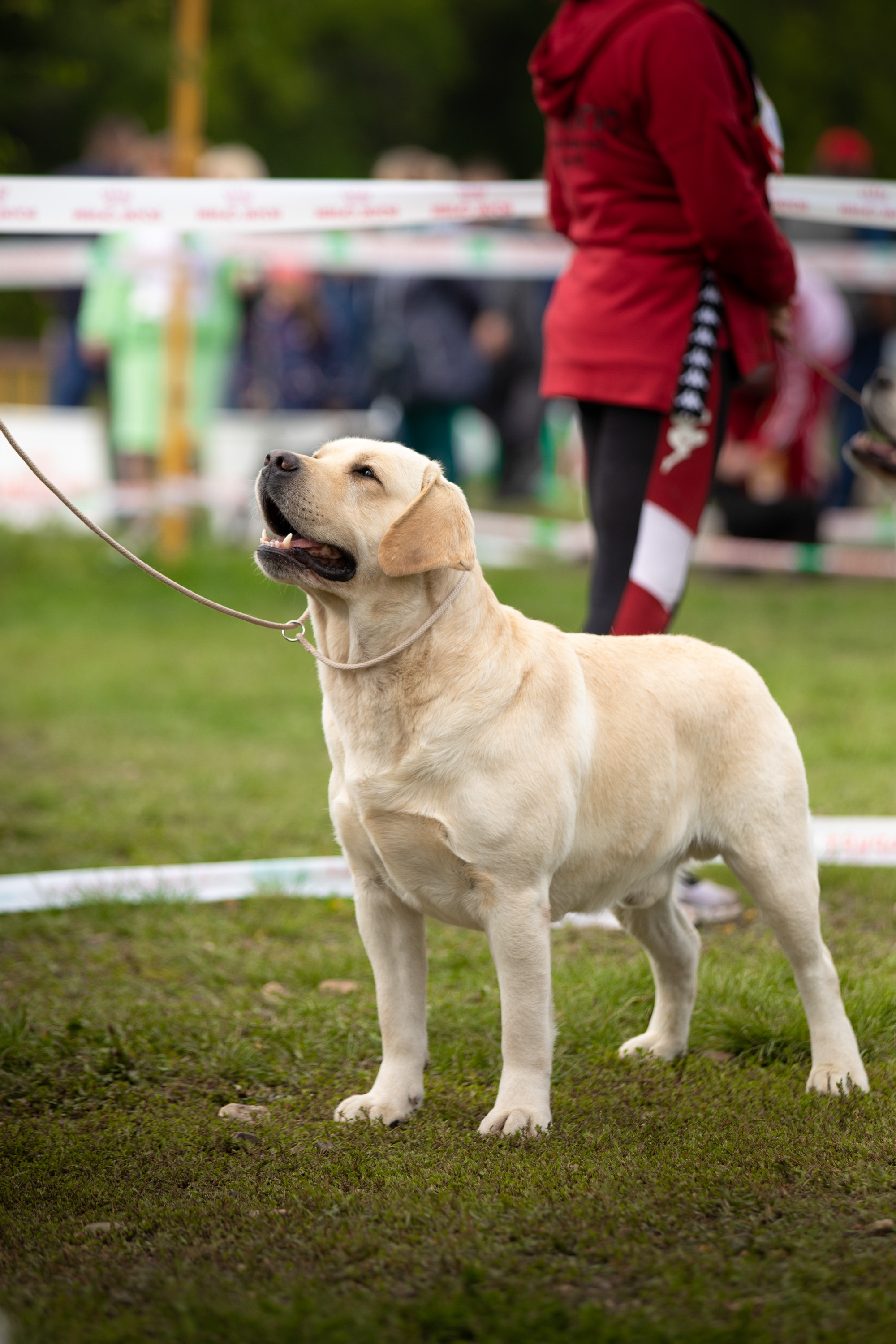 лабрадор ретривер ранговая съемка бесты Магнитка Оренбург фотограф вязьмина 