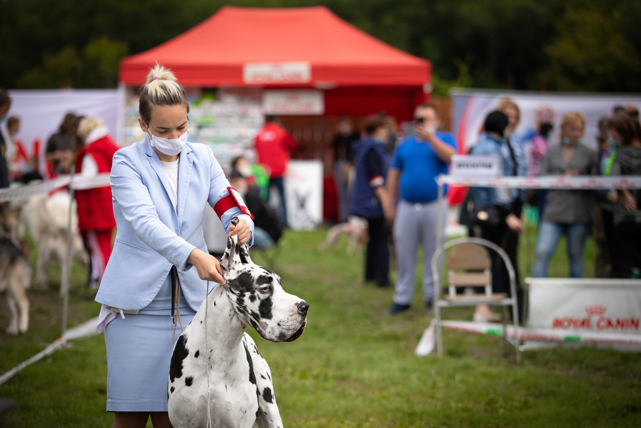 дог выставка собак 