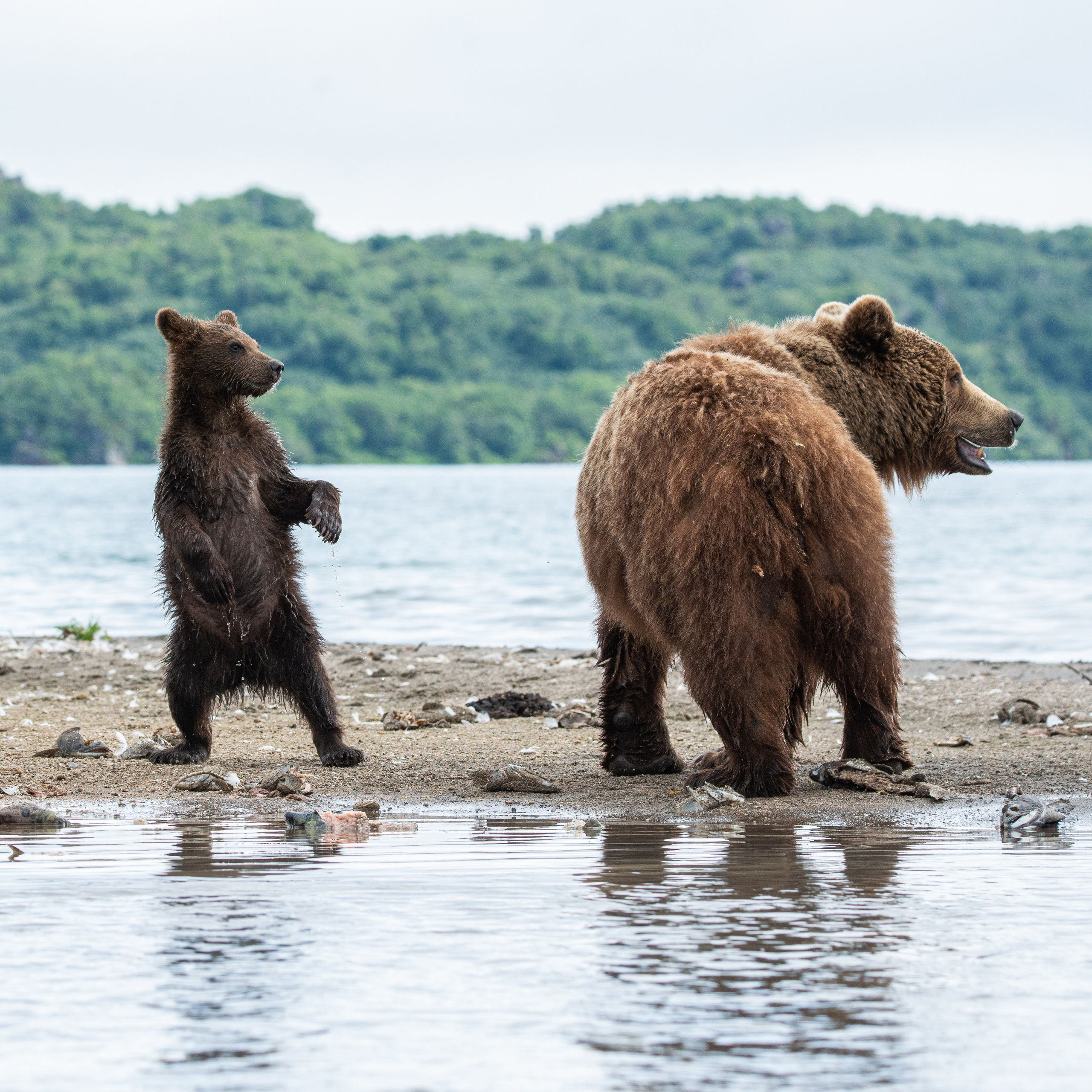 Камчатка — земля медведей. Игорь Иванко — Репортажный и событийный фотограф. Москва