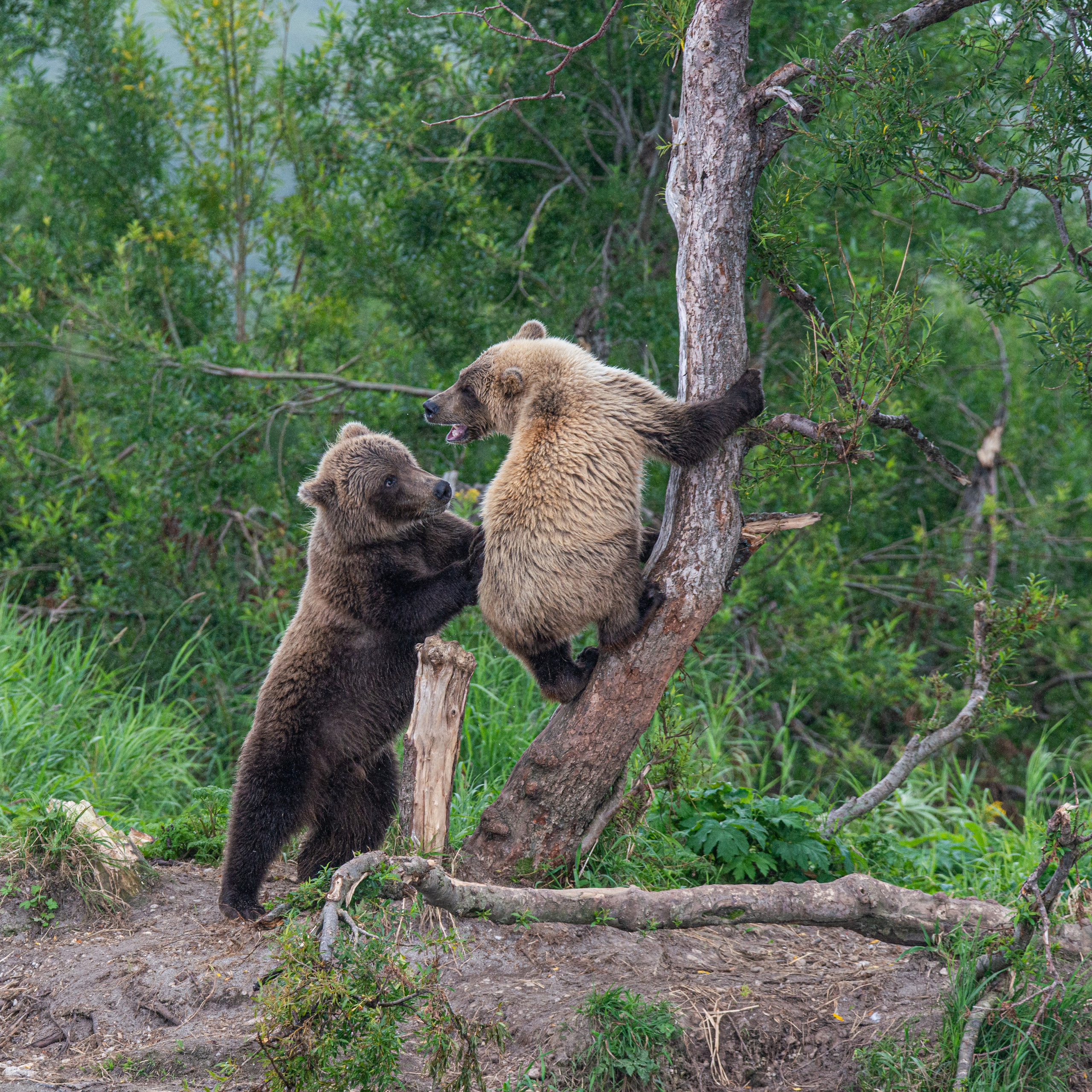 Камчатка — земля медведей. Игорь Иванко — Репортажный и событийный фотограф. Москва