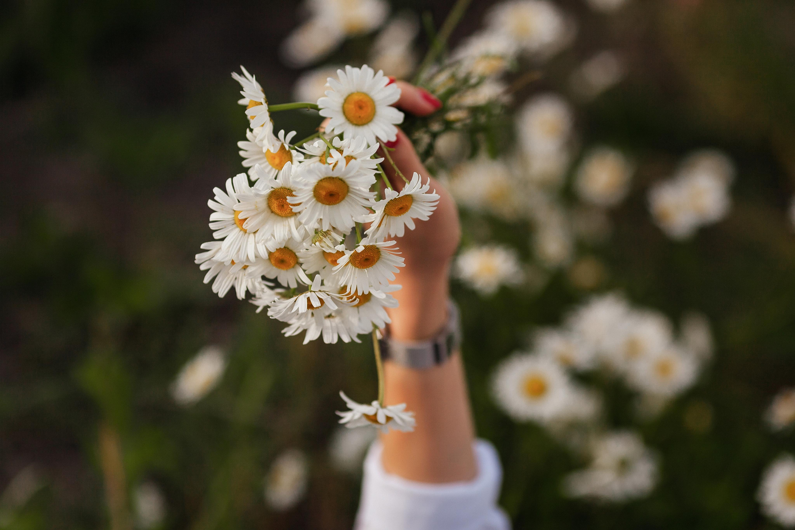 Александра — Фотосессия в ромашковом поле. Фотограф Ставрополь Пятигорск Елизавета Дарина