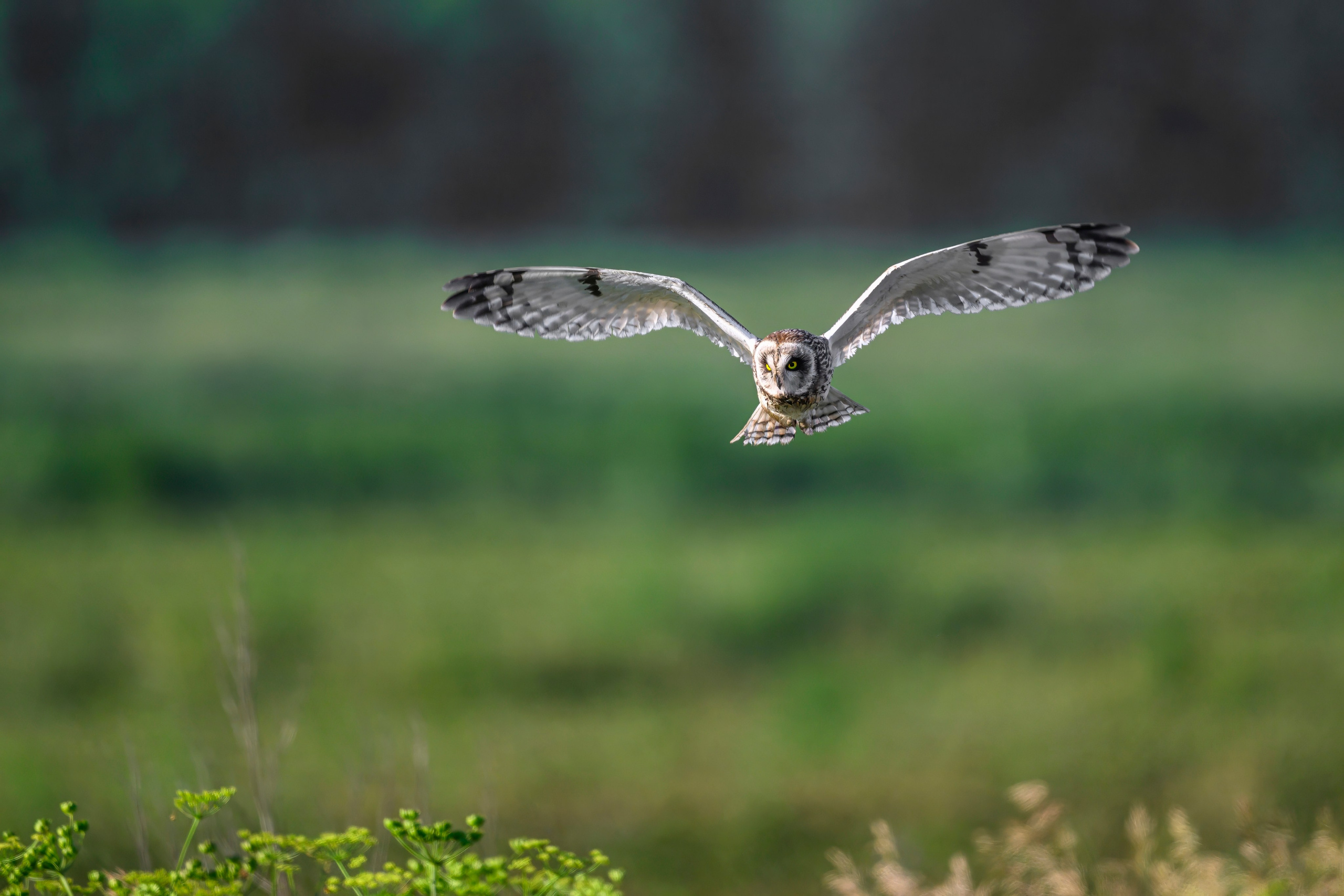Охота совы. Фотограф Сергей Пупонин