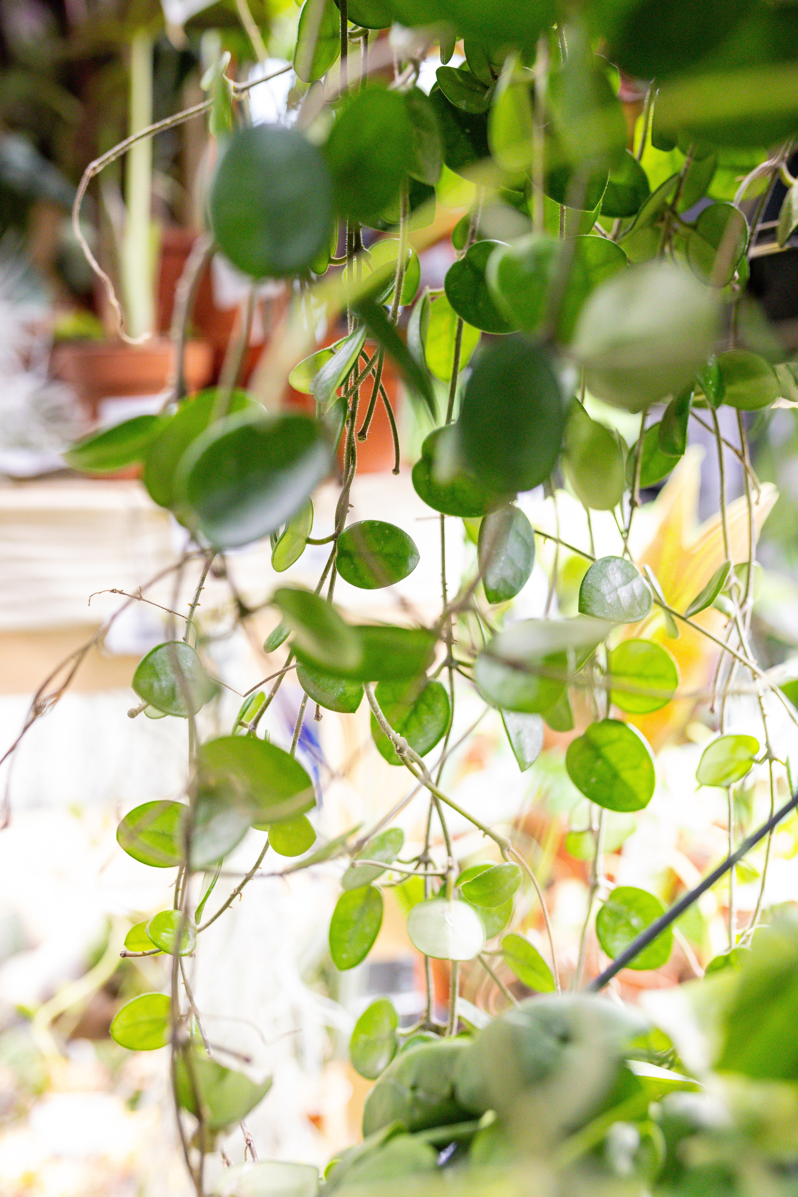 Монстериум 11–12 октября. Александра Куликова фотограф, Москва