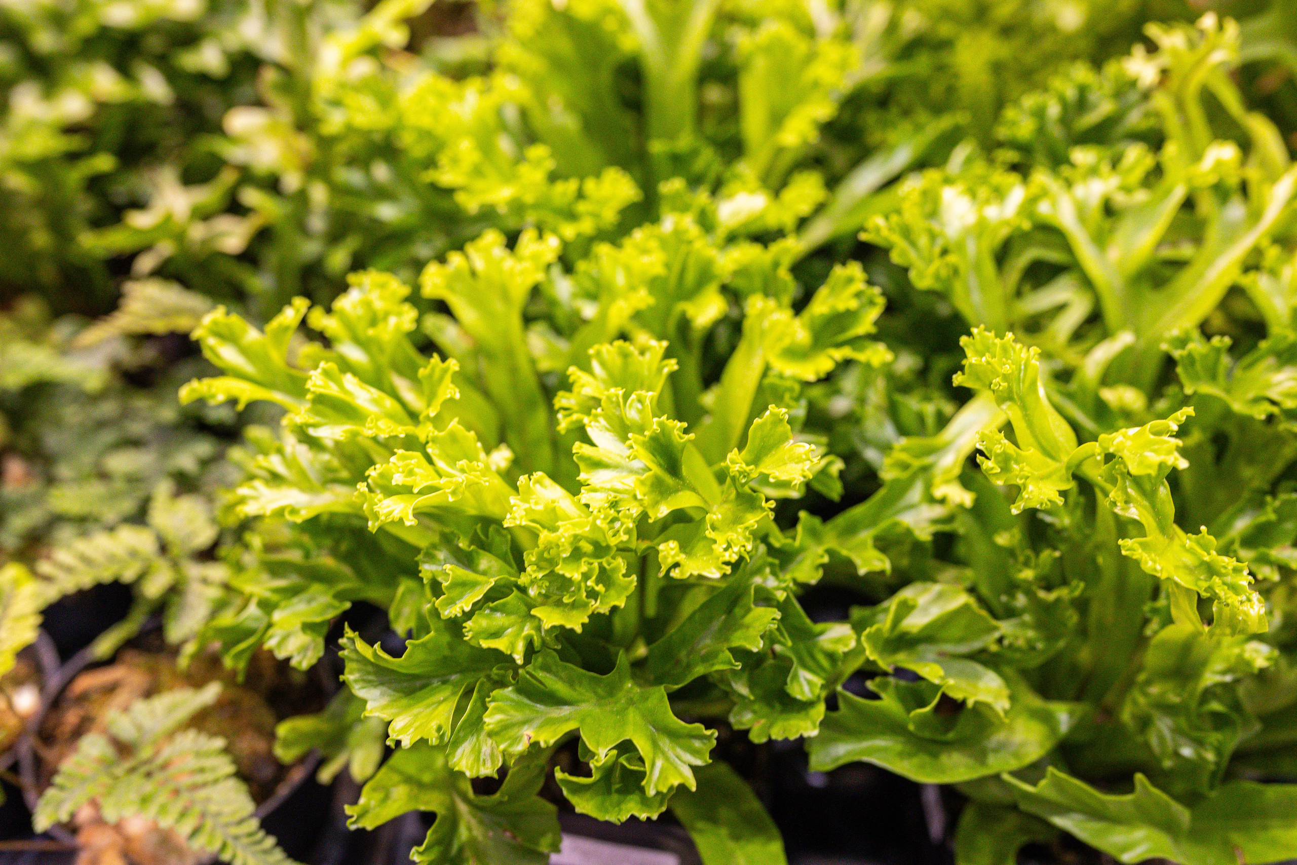 Монстериум 11–12 октября. Александра Куликова фотограф, Москва