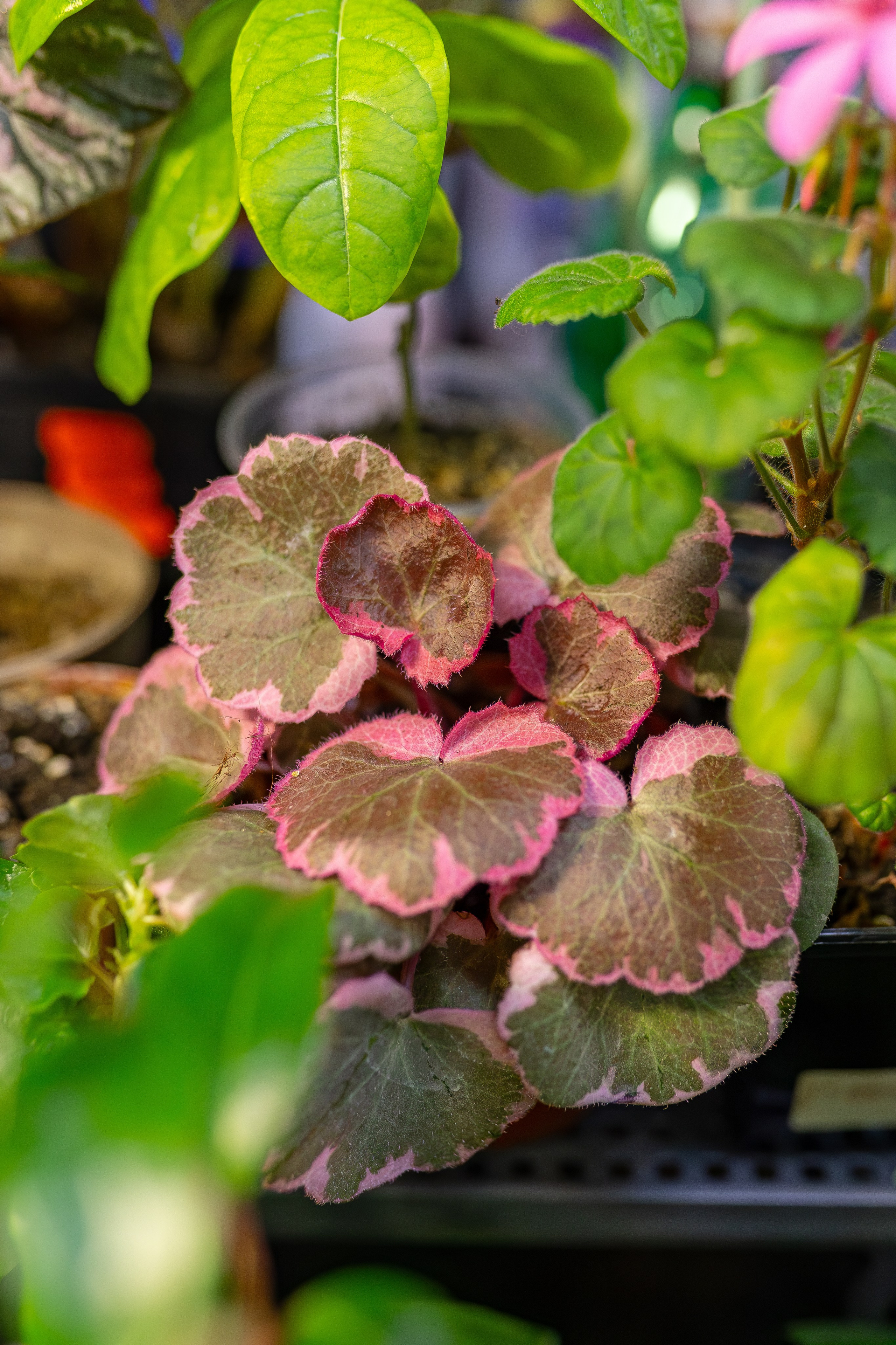 Монстериум апрель 2026. Александра Куликова фотограф, Москва