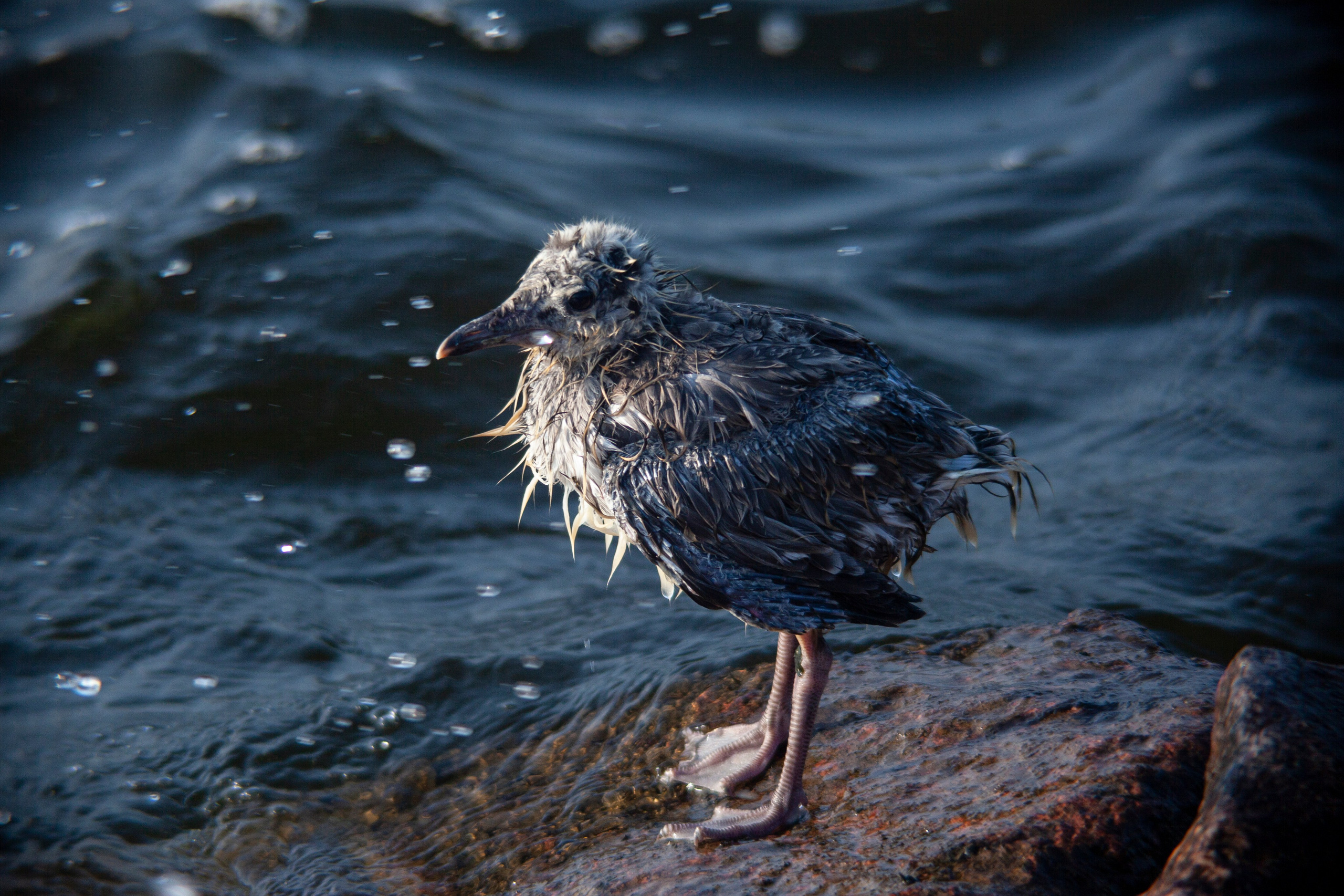 Птичий базар на заливе. Фотограф Адигамова Юлия в Петербурге