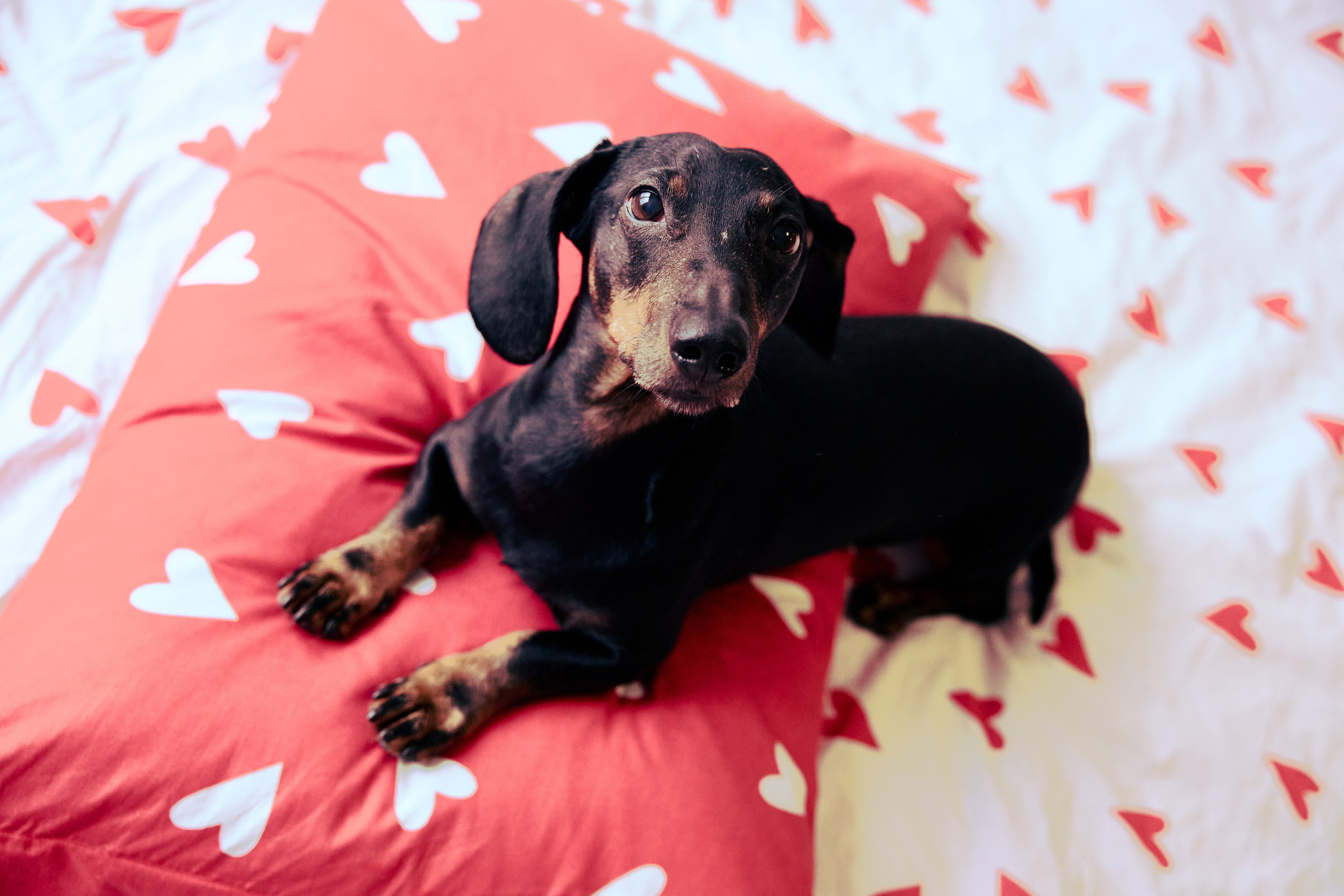 Фотосъёмка животных. Предметный и репортажный фотограф Алексей Кротов