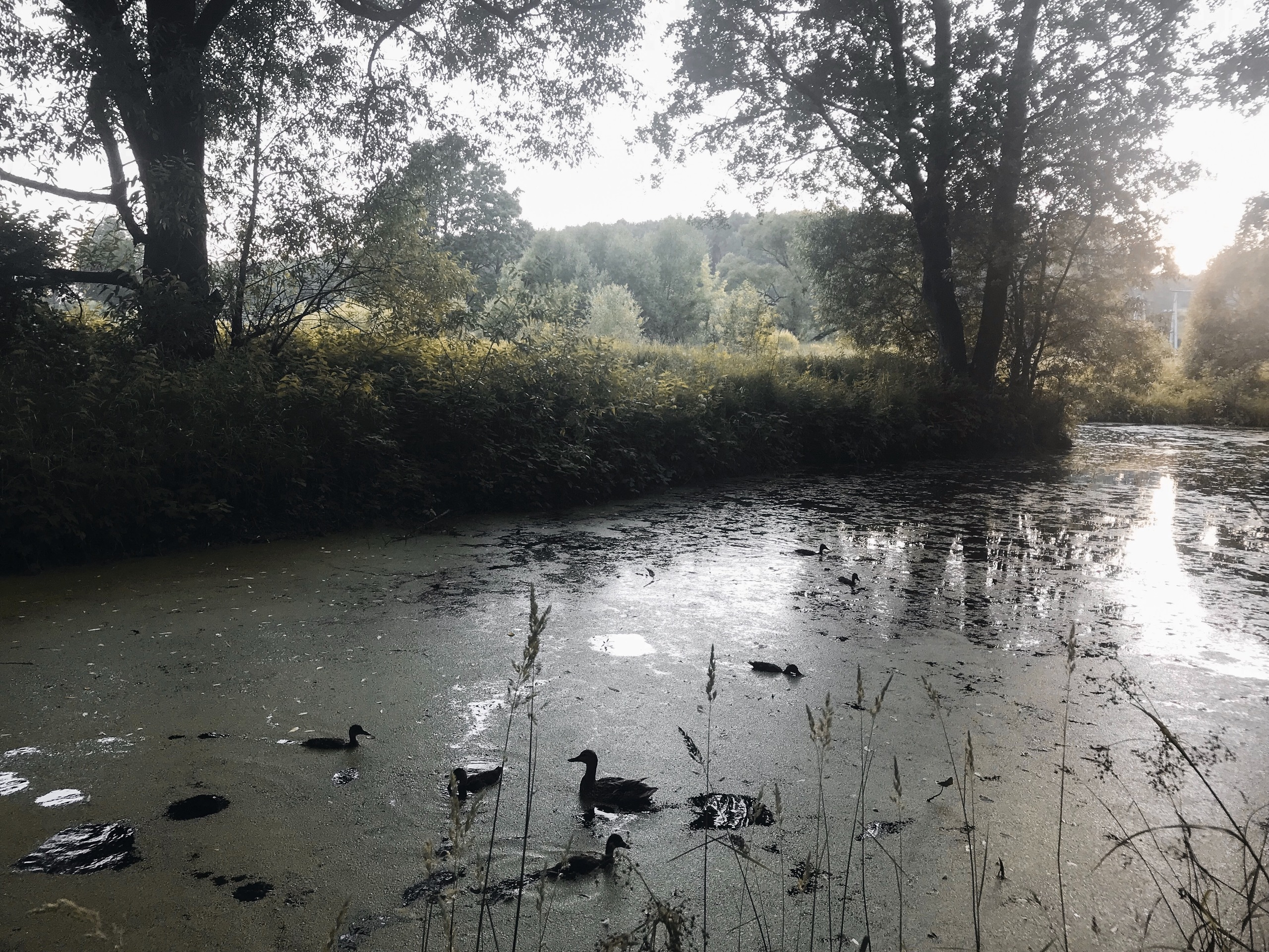 Мобильная фотография. Калужский городской фотоконкурс