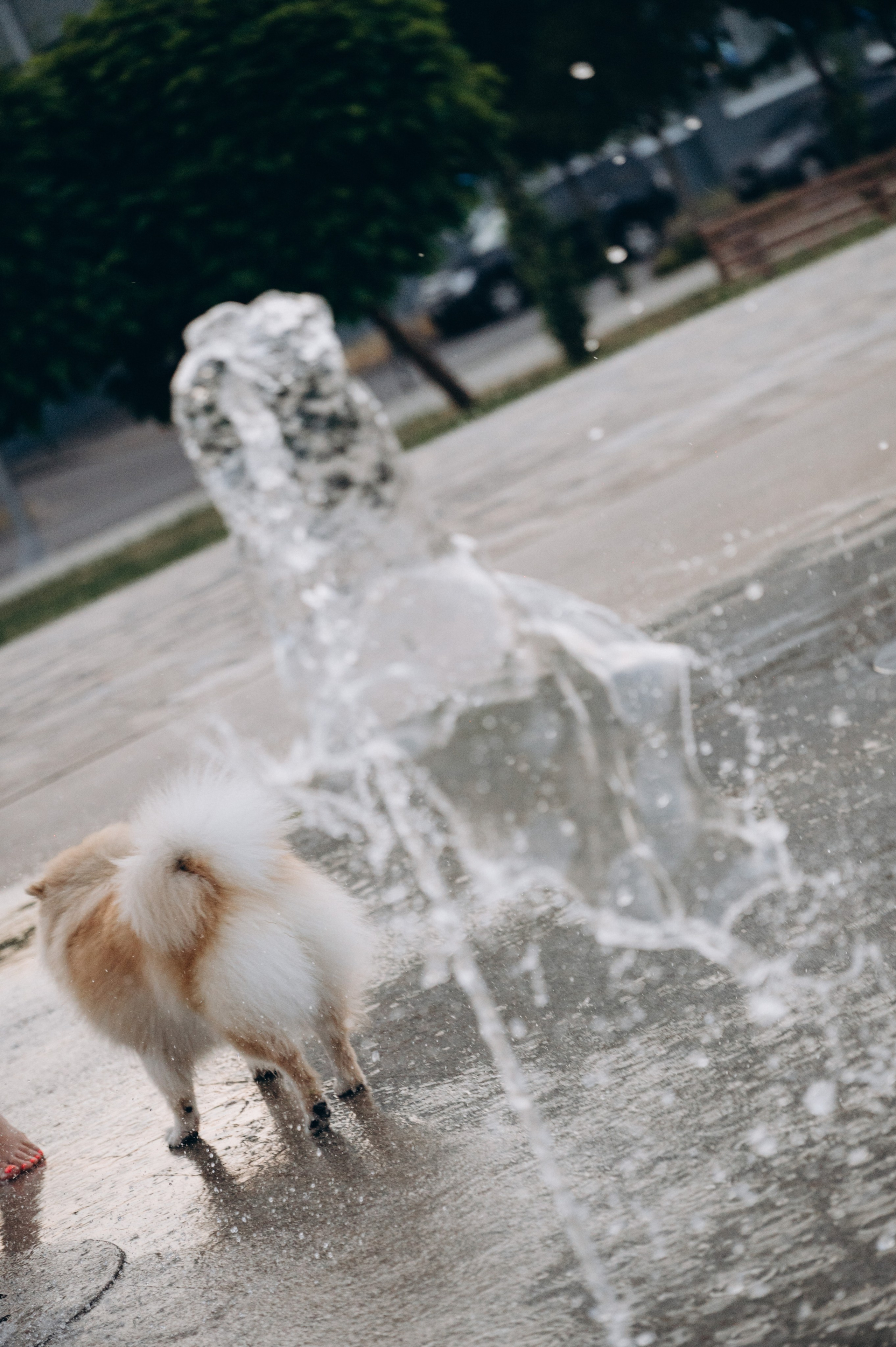 Любовь к животным. Мариуполь фото. Фотограф Мариуполь.Индивидуальные съёмки. Детские, семейные, коммерческие