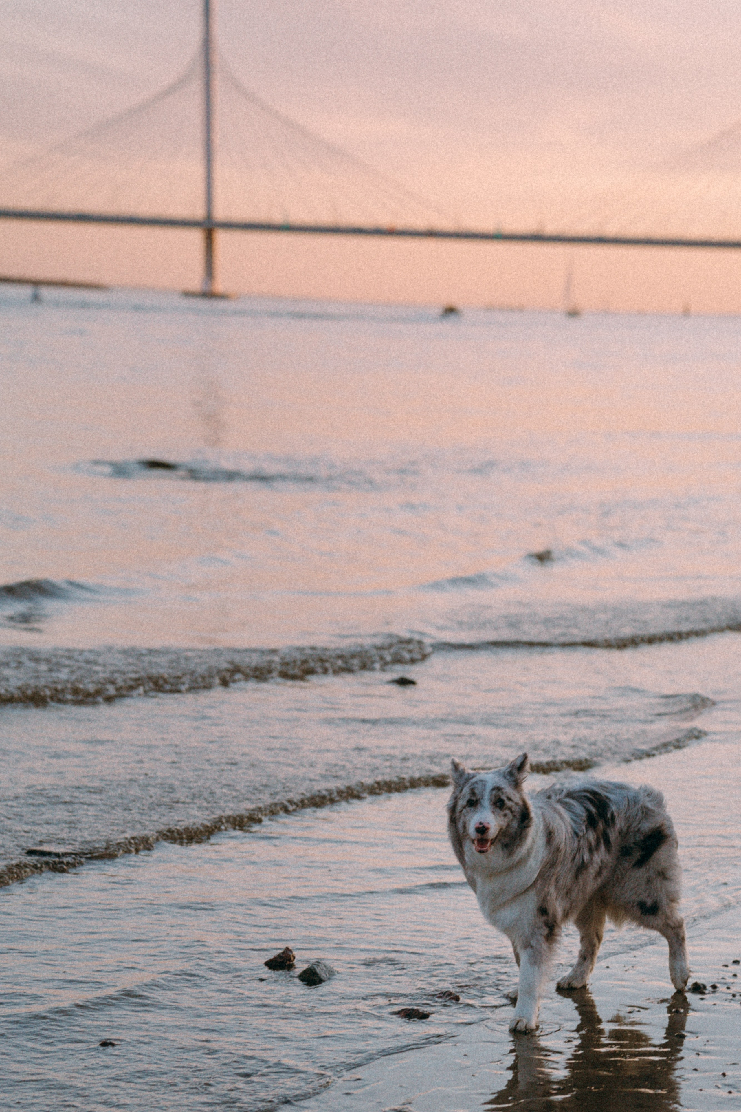 Света, Катрин и Умка. Фотограф анималист в Москве и Санкт-Петербурге Свиридова Анна