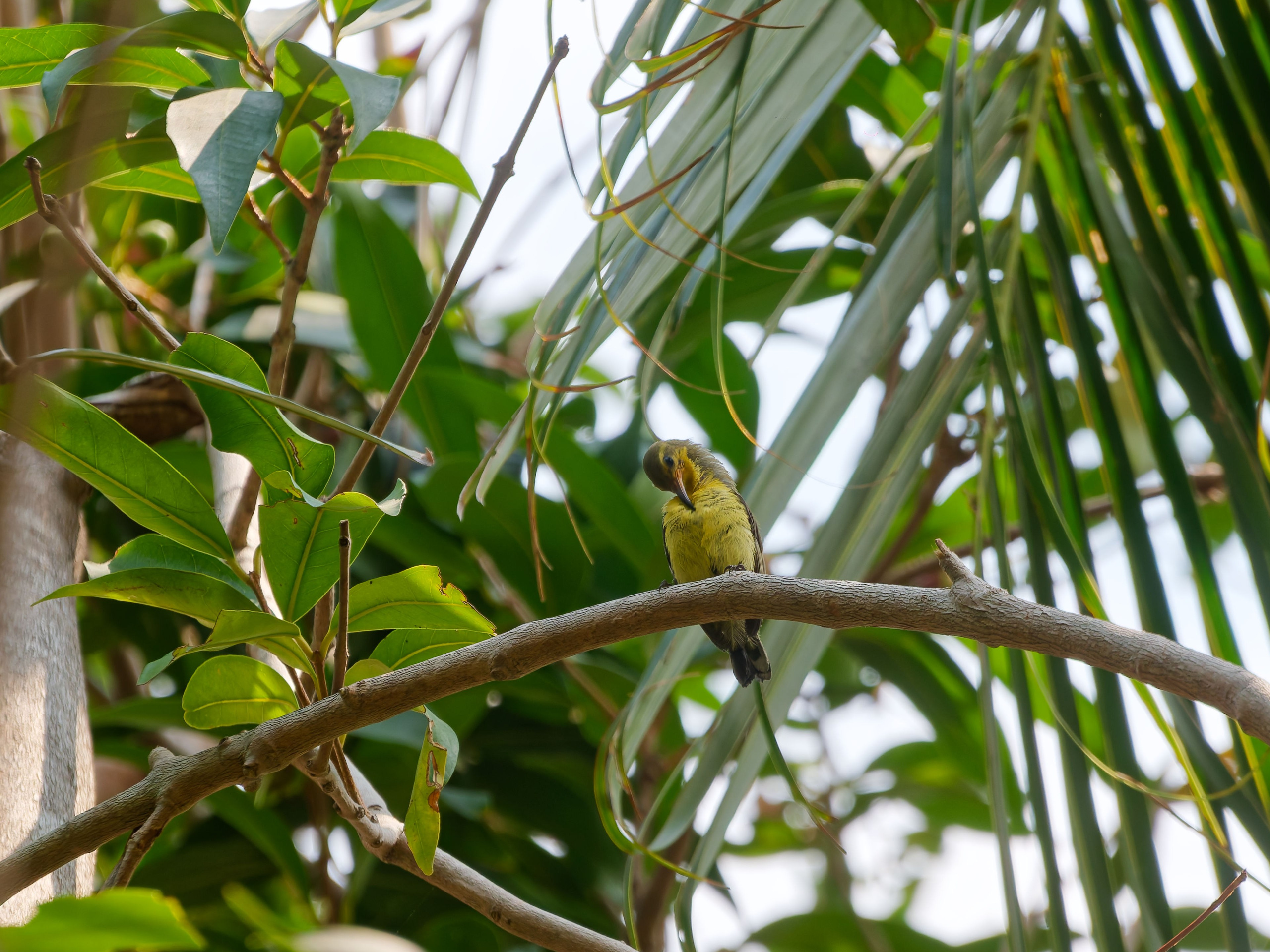 Хайнань 2026, отель «Stony Brook Villa Jianguo Resort Sanya 4*». Фотопрогулки по Миру