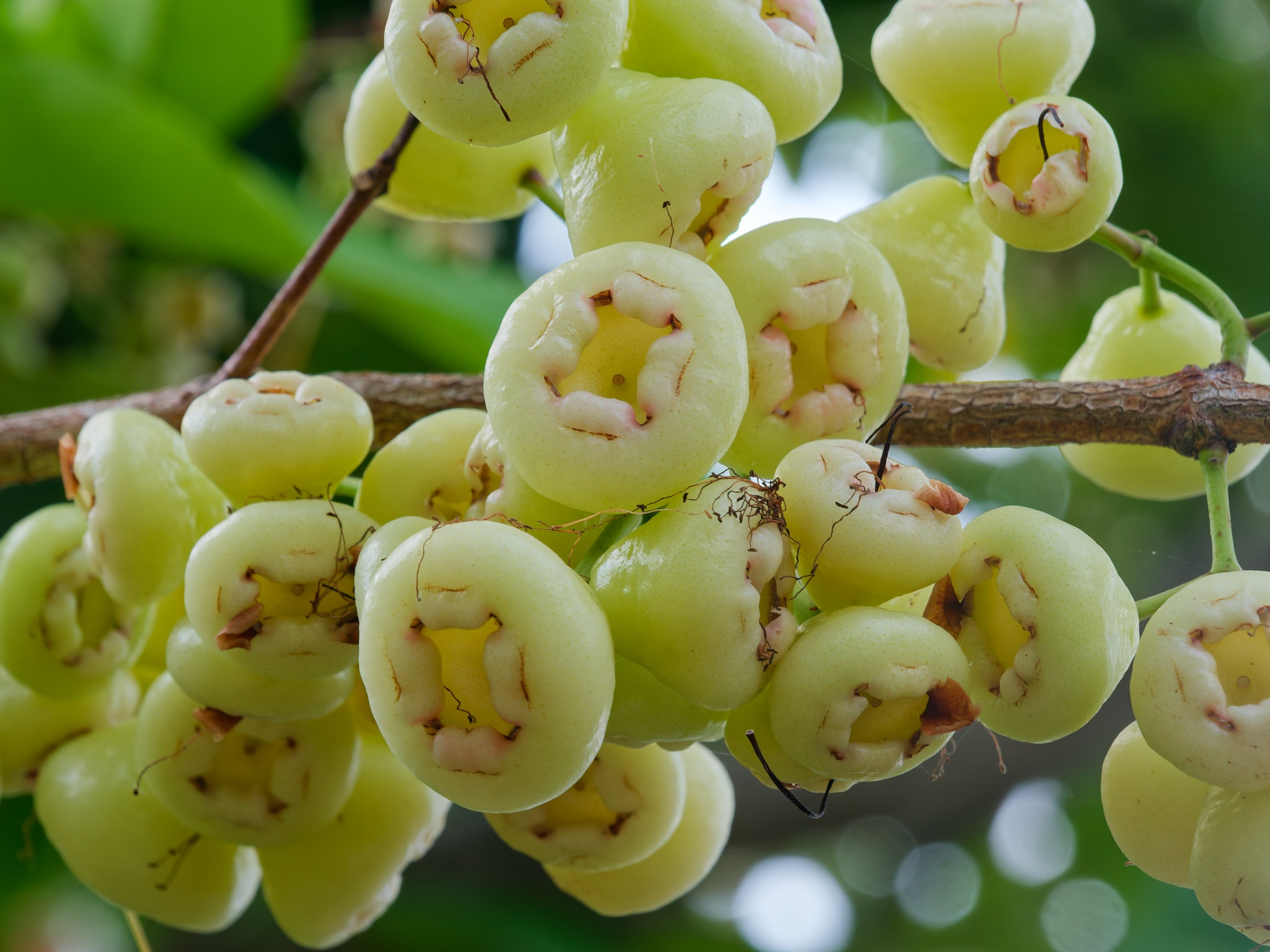 Хайнань 2026, флора, цветы и деревья. Фотопрогулки по Миру