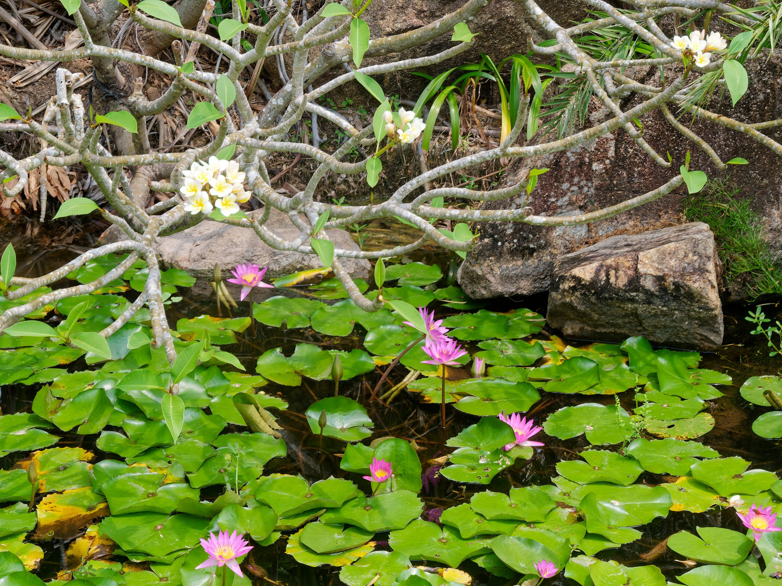 Хайнань 2026, флора, цветы и деревья. Фотопрогулки по Миру