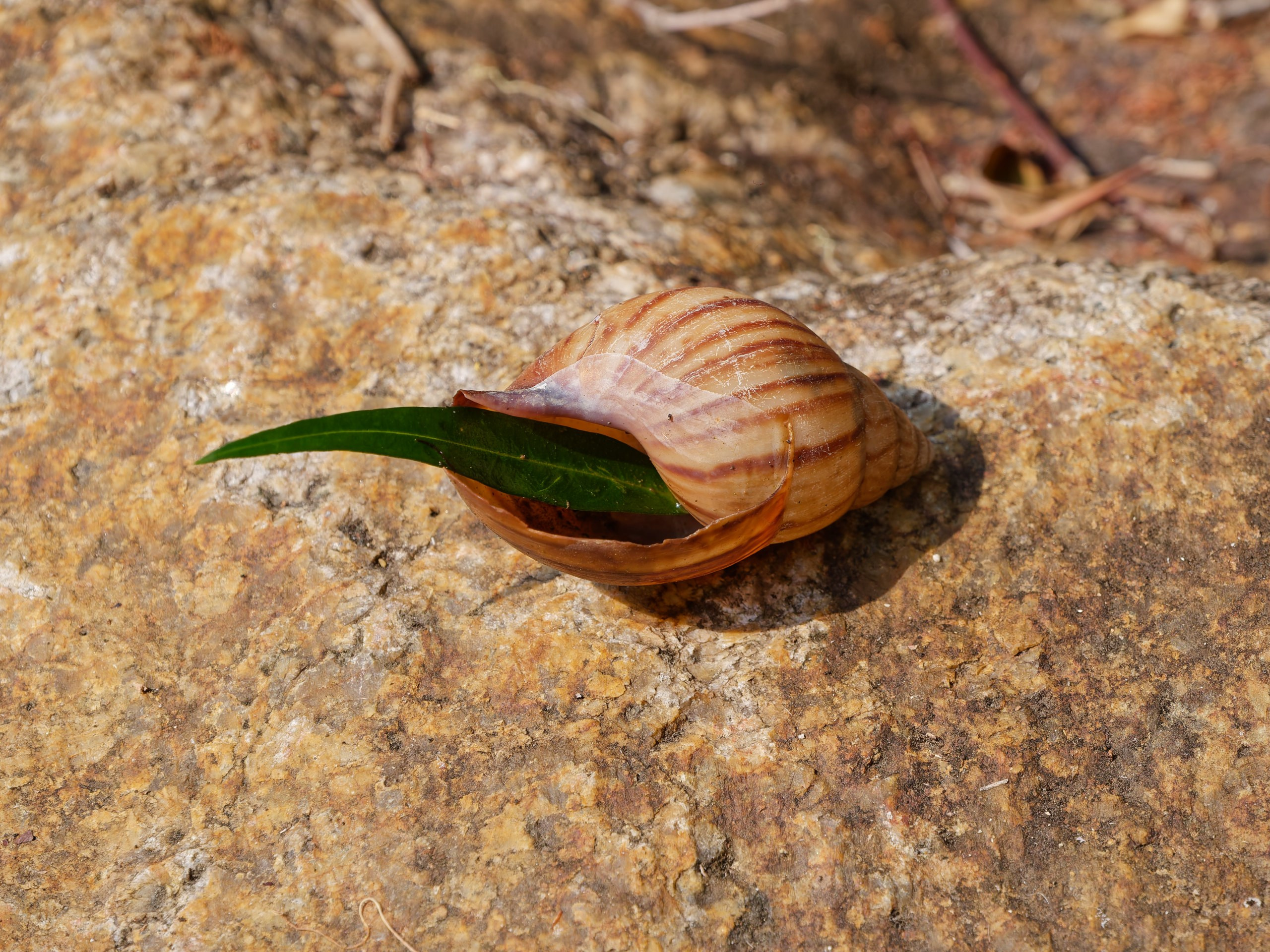 Хайнань 2026, прочая фауна, насекомые. Фотопрогулки по Миру