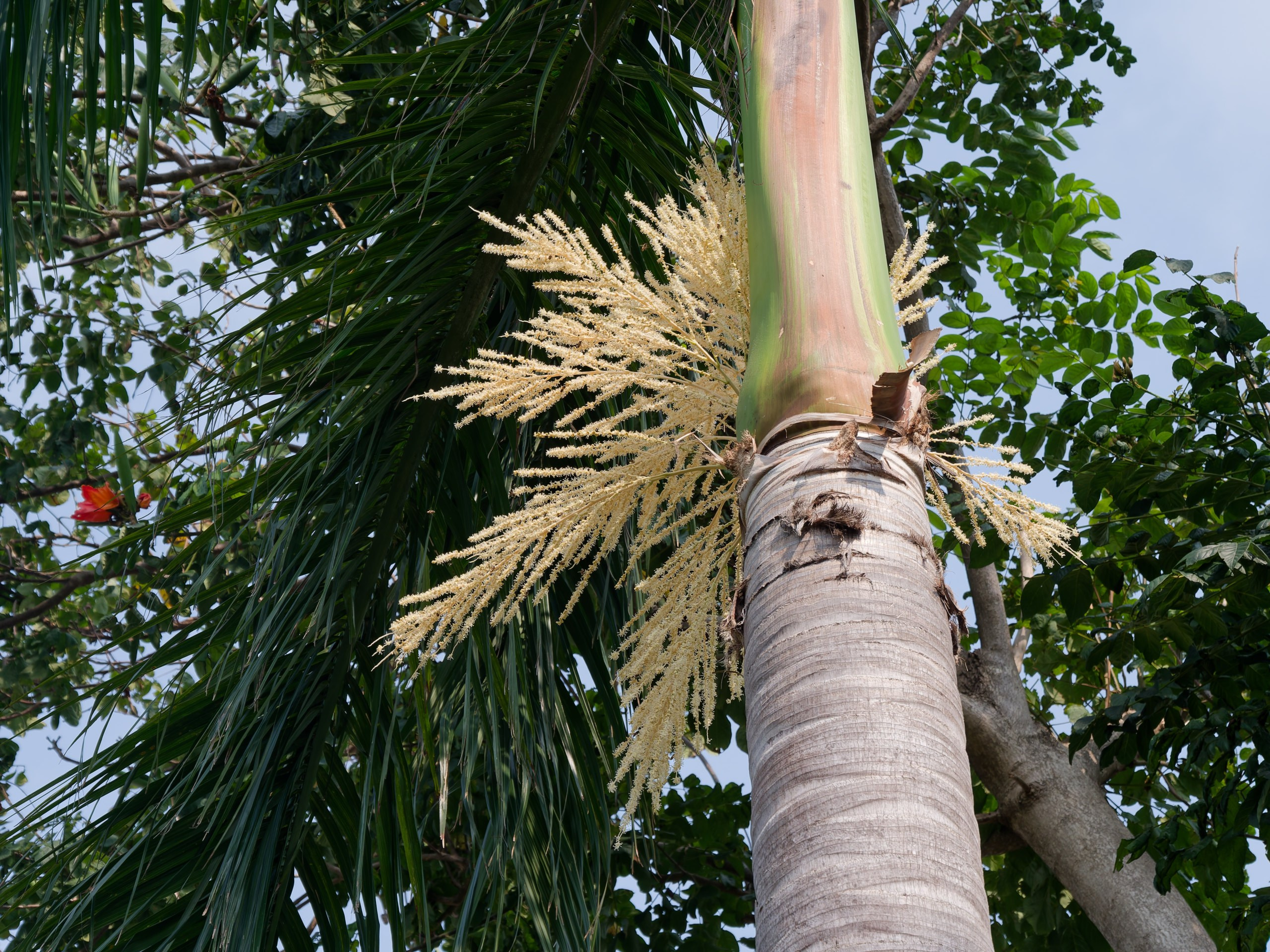 Хайнань 2026, флора, цветы и деревья. Фотопрогулки по Миру