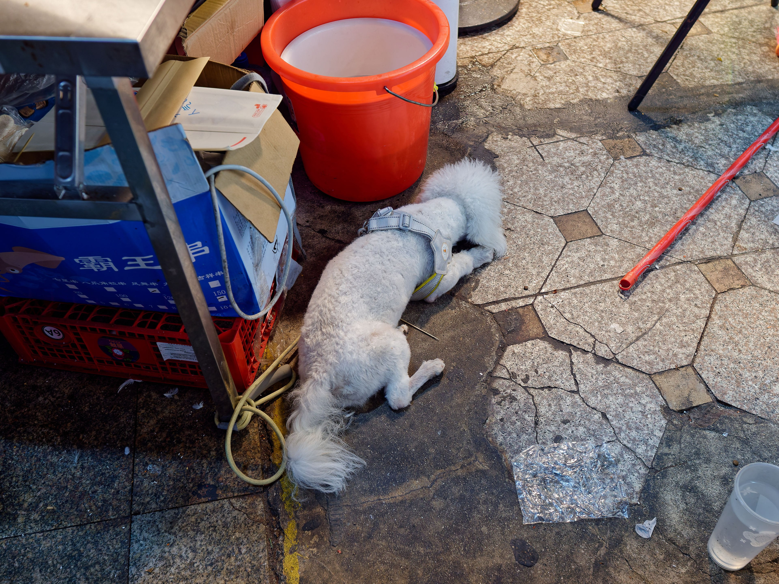 Хайнань 2026, прочая фауна, насекомые. Фотопрогулки по Миру