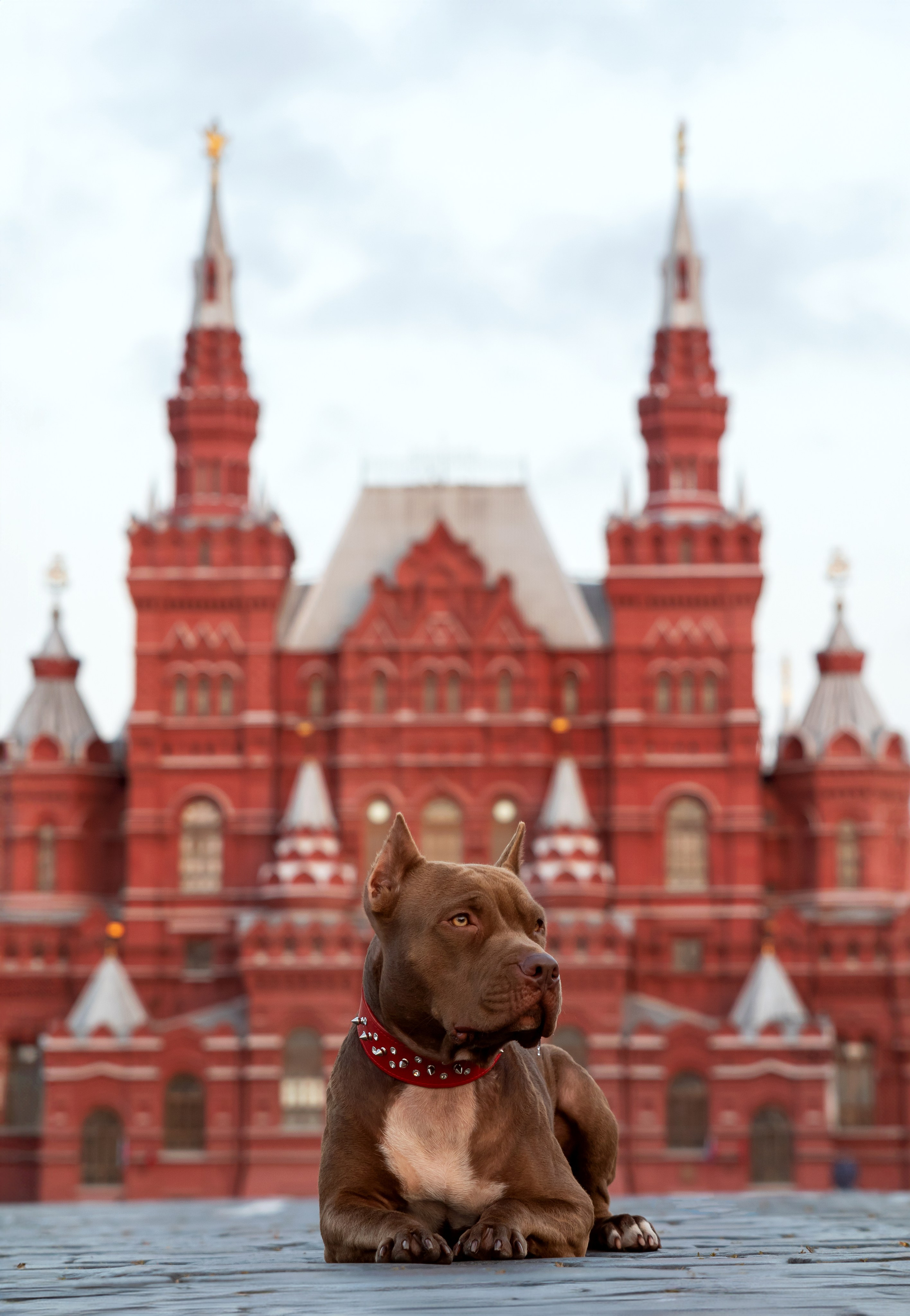 Прайтер Ума. Фотограф анималист и семейный фотограф в Москве Наталья Носова