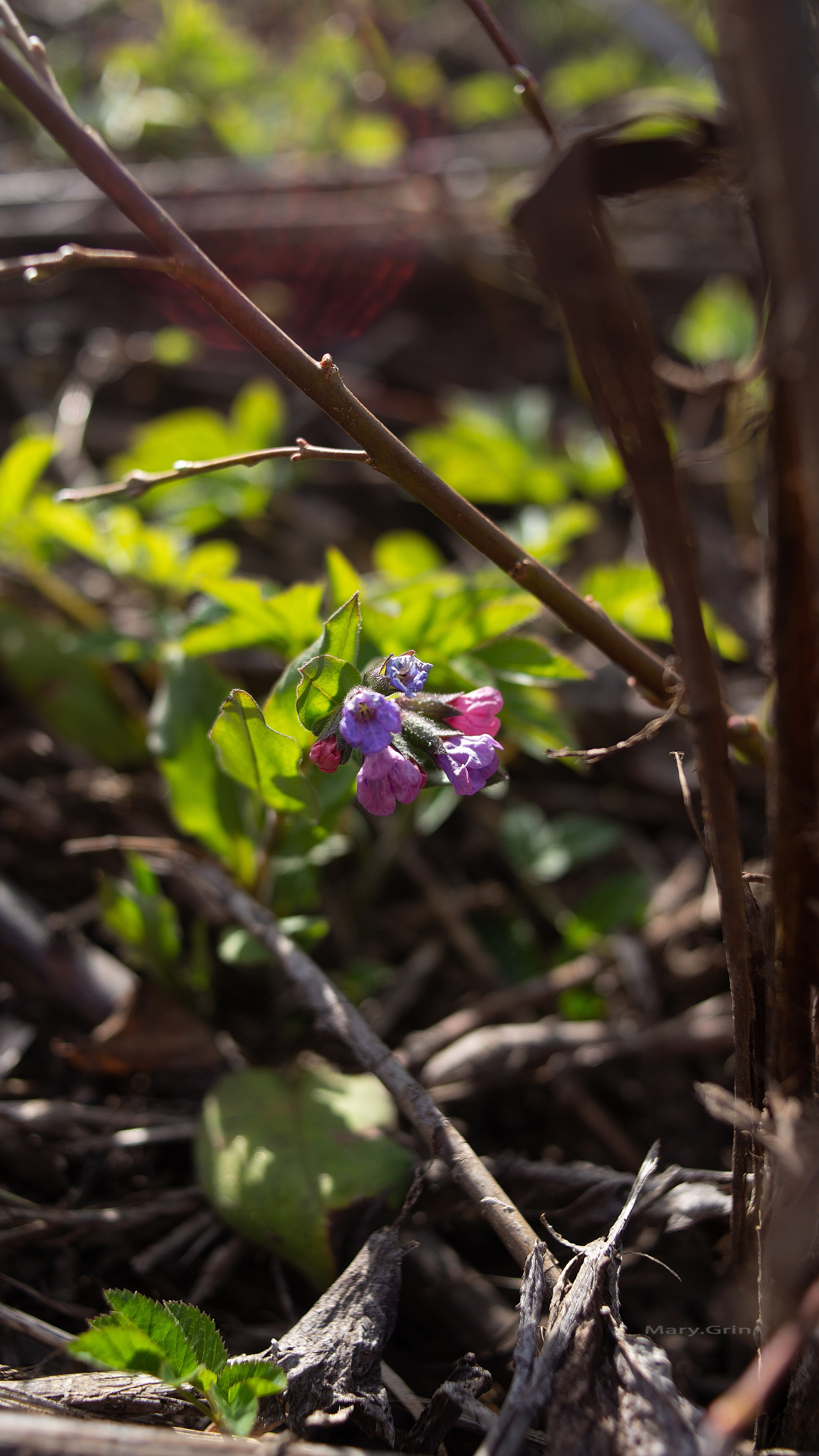 Весенняя прогулка. Детский и семейный фотограф, фотограф мероприятий Нижний Новгород