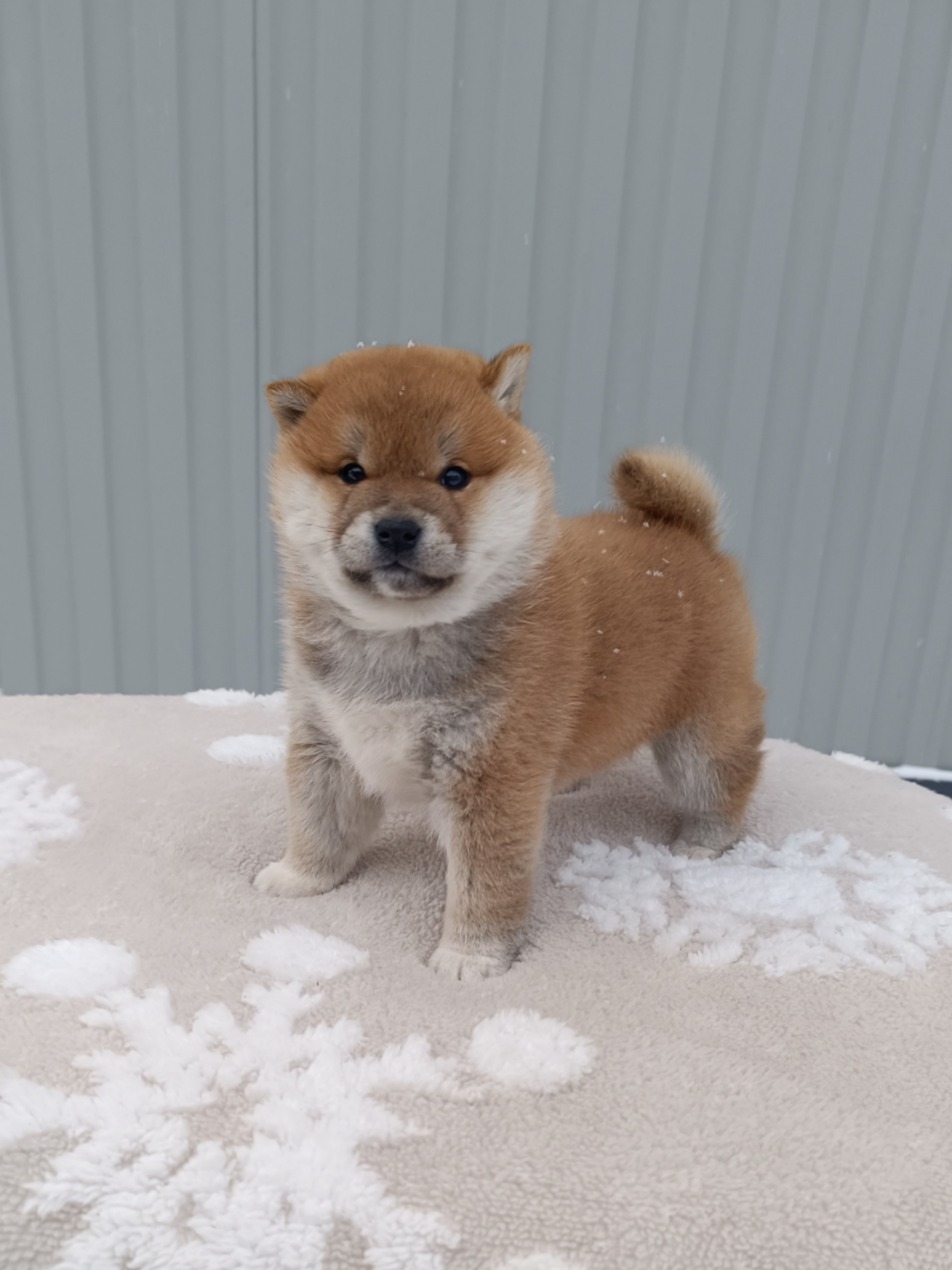 сиба питомник Рубилайт щенки на продажу rubylight  сиба щенки купить СПб Санкт-Петербург 