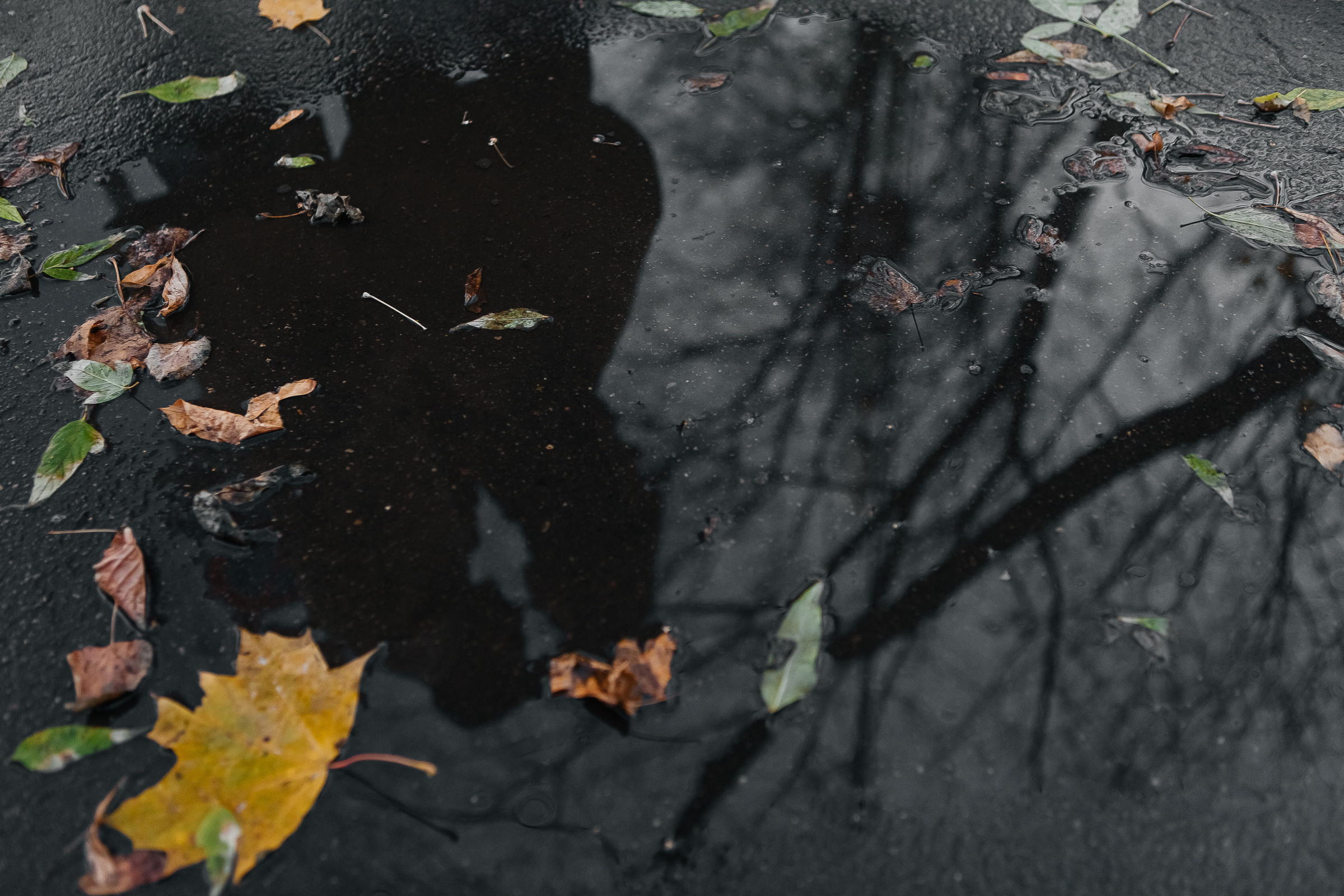 Тимур и Екатерина. Семейный и свадебный фотограф в Москве Леванова Александра