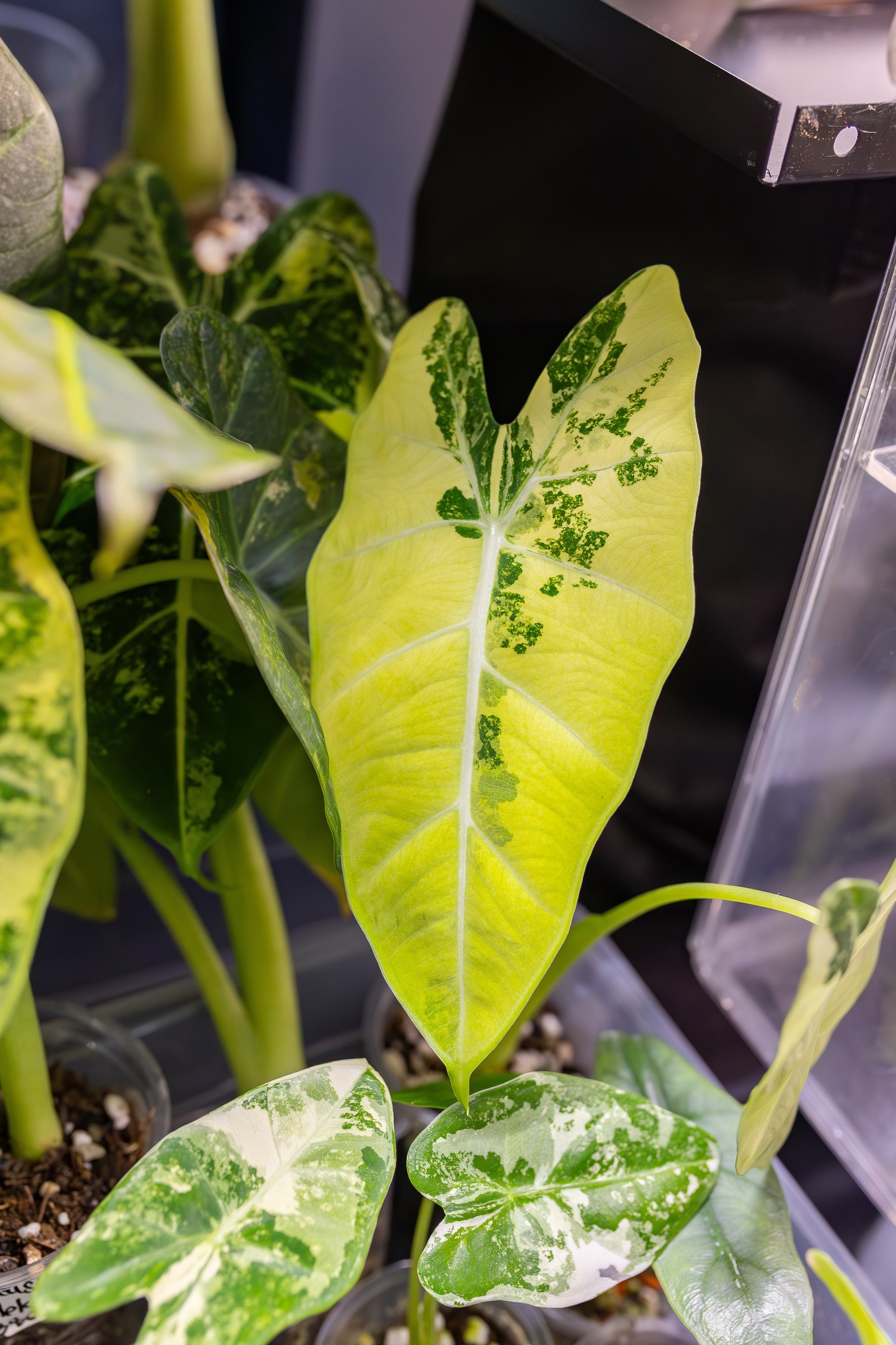 Монстериум апрель 2026. Александра Куликова фотограф, Москва