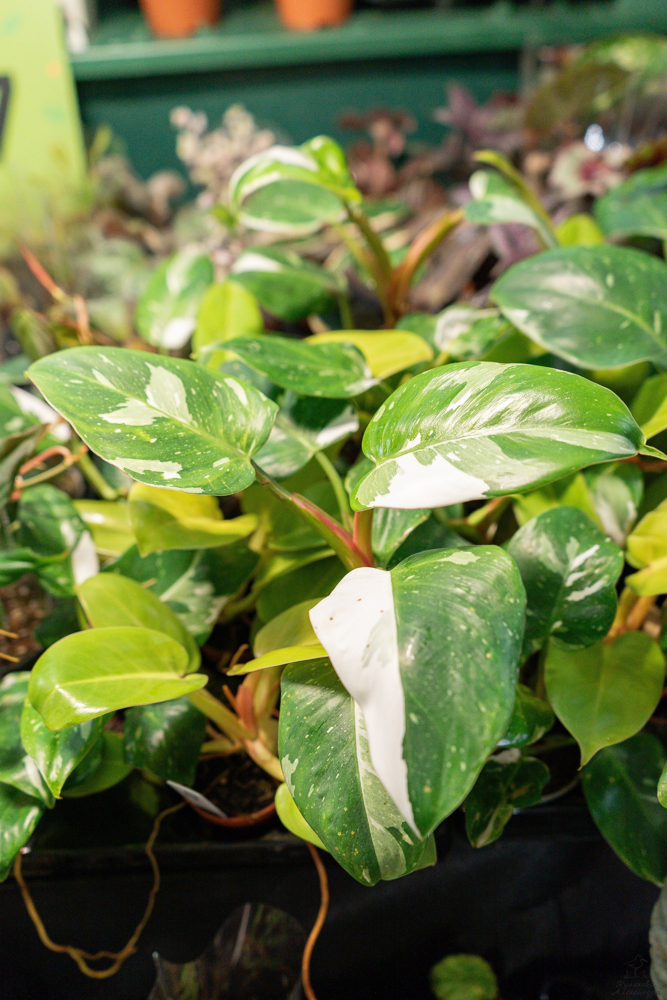 Гроубокс Артплей апрель. Александра Куликова фотограф, Москва