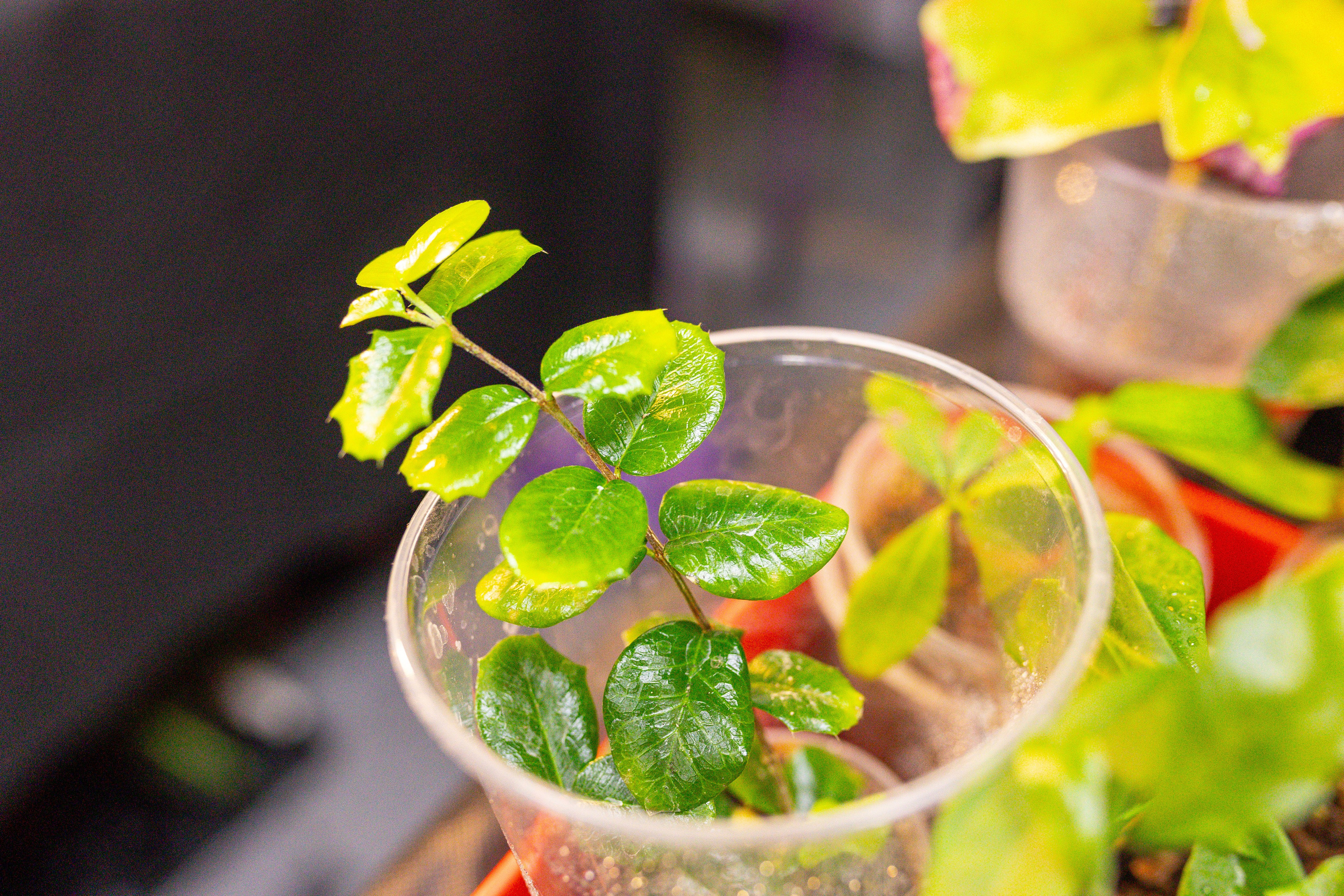 Монстериум 11–12 октября. Александра Куликова фотограф, Москва