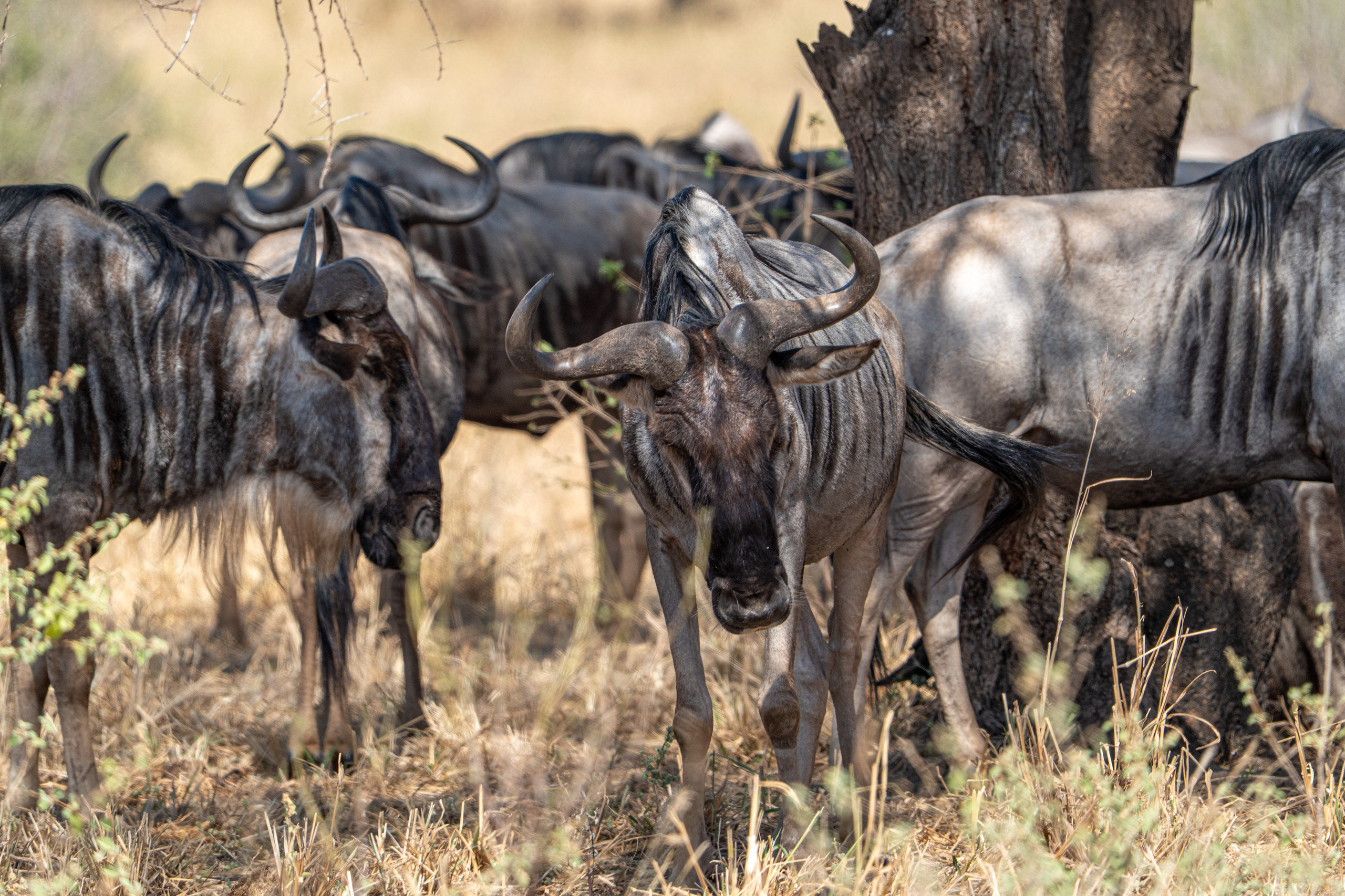 Танзания, сафари, 2025. Творческие сьемки