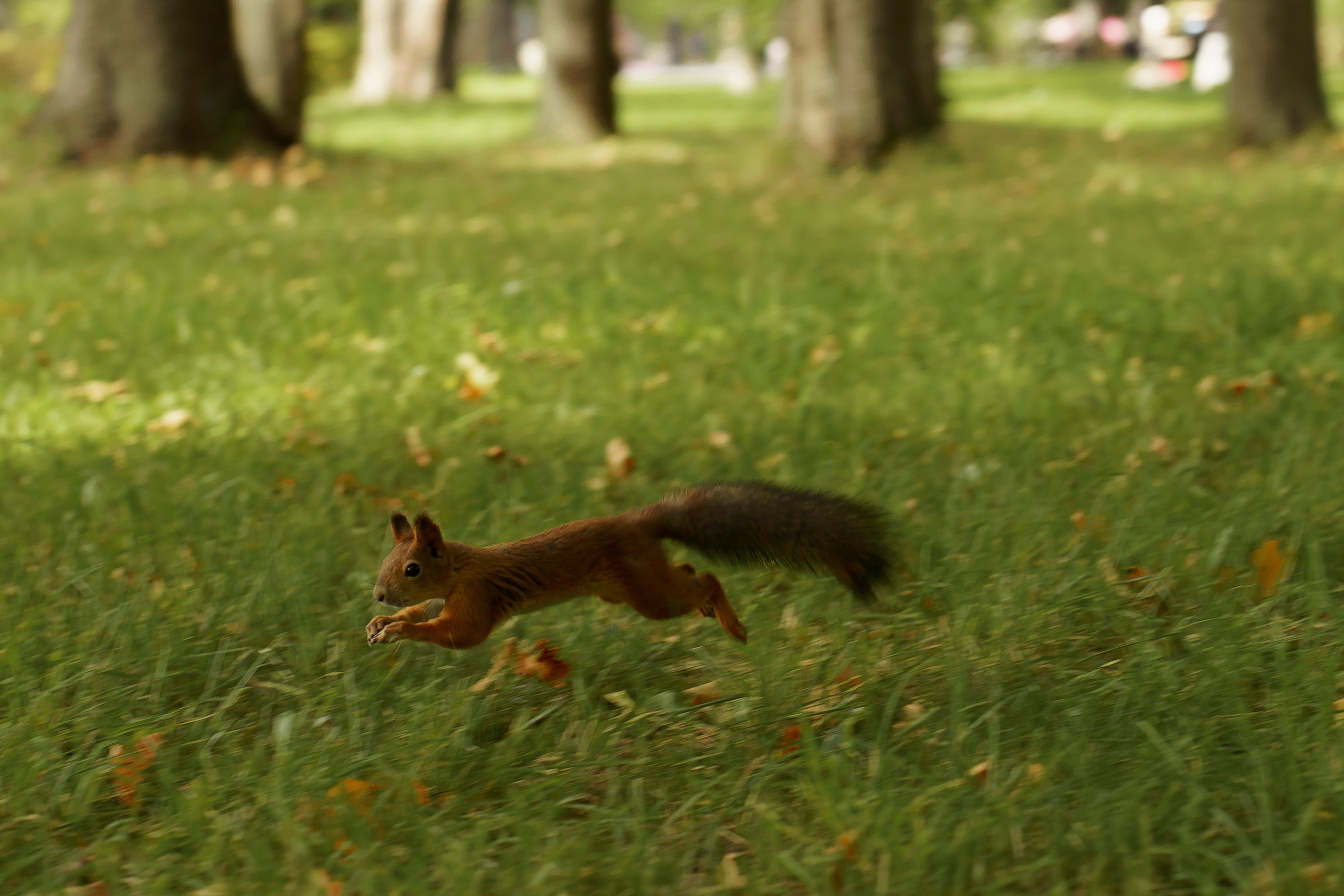 Сияние глаз. Свадебный фотограф Диана Грицай