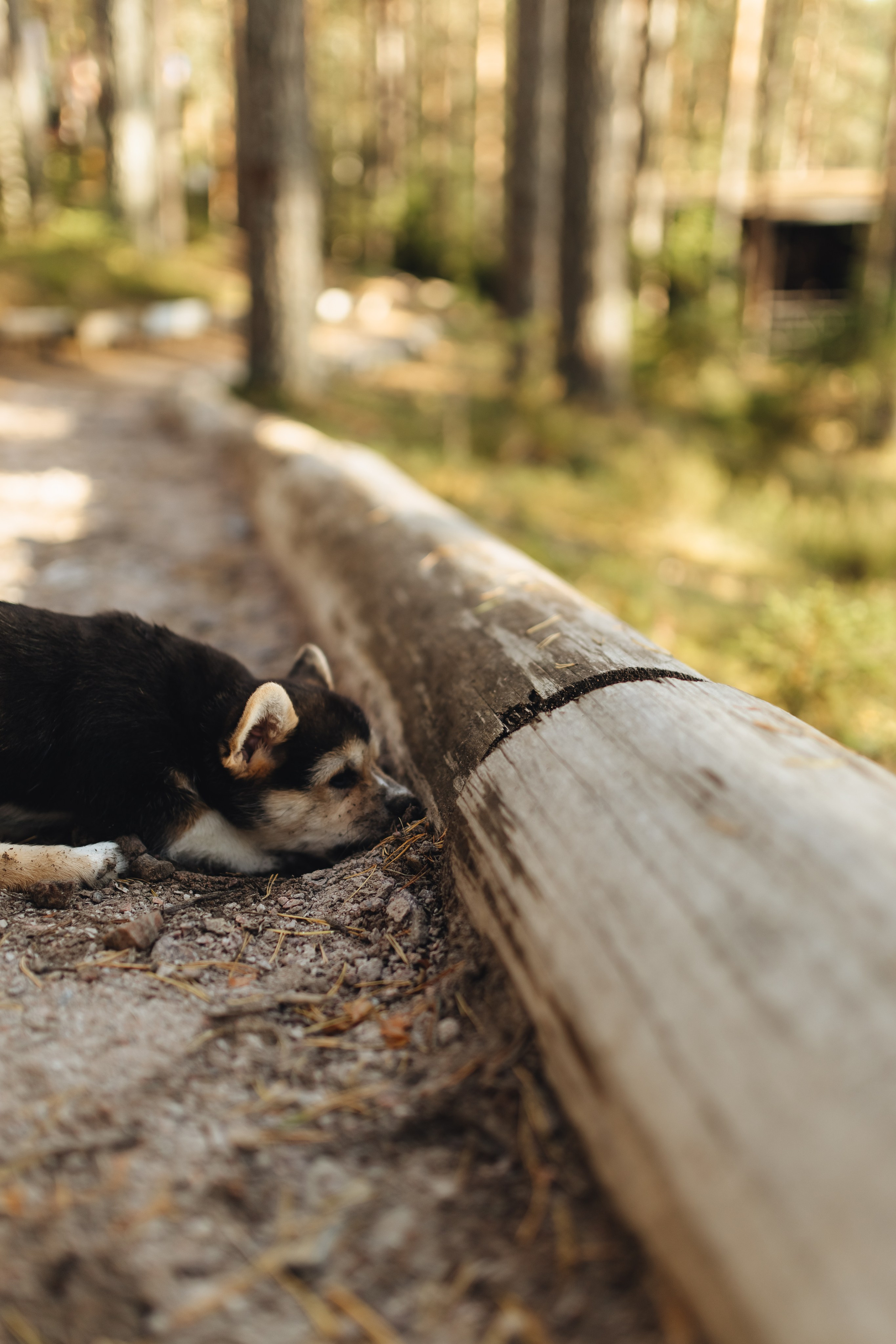 [23-24.08.23] Алексей и Диана. Jen.swph Свадебный фотограф