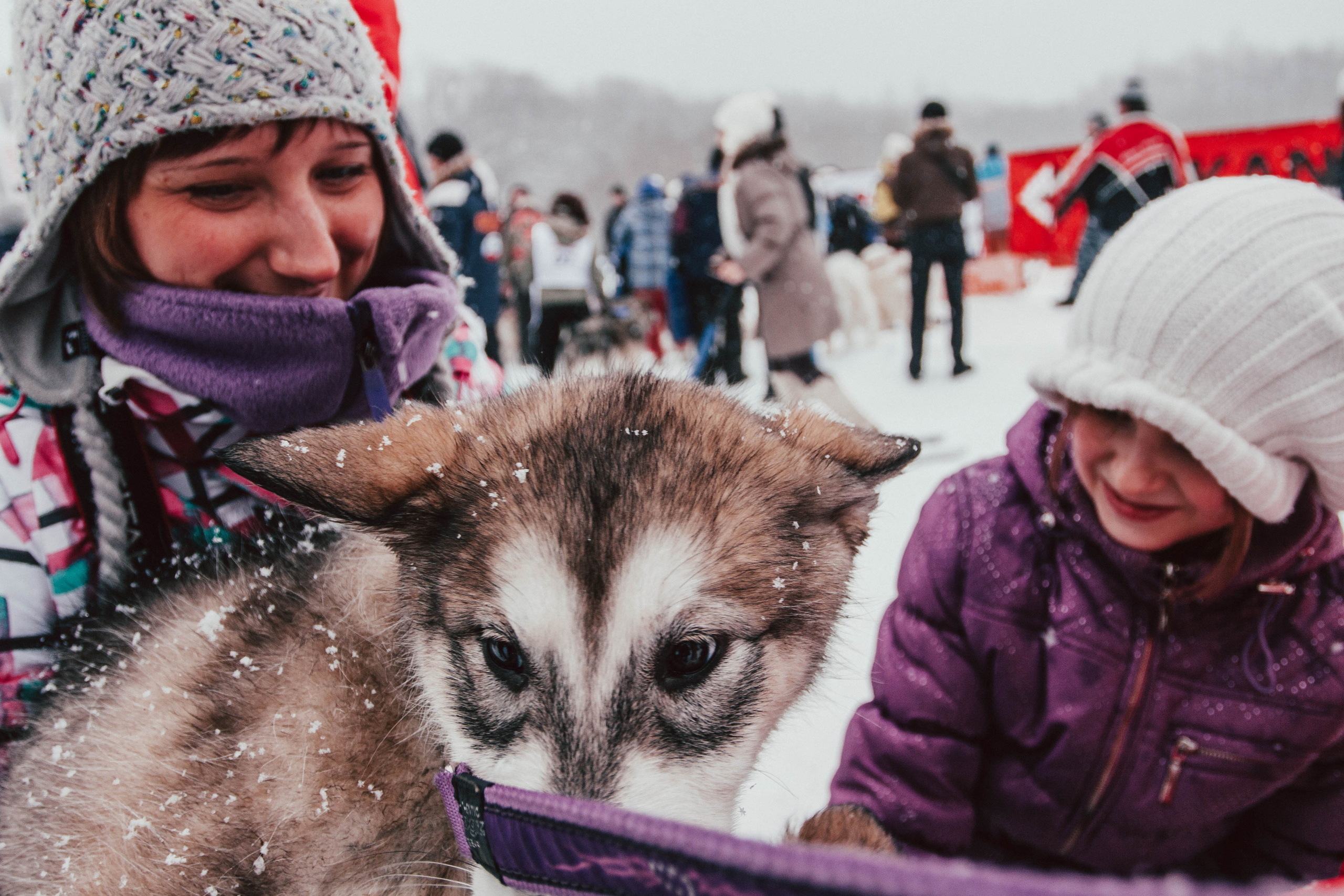 Гонки на ездовых собаках в Токсово. Репортажный фотограф во Всеволожске и Санкт-Петербурге Владимир Капустин