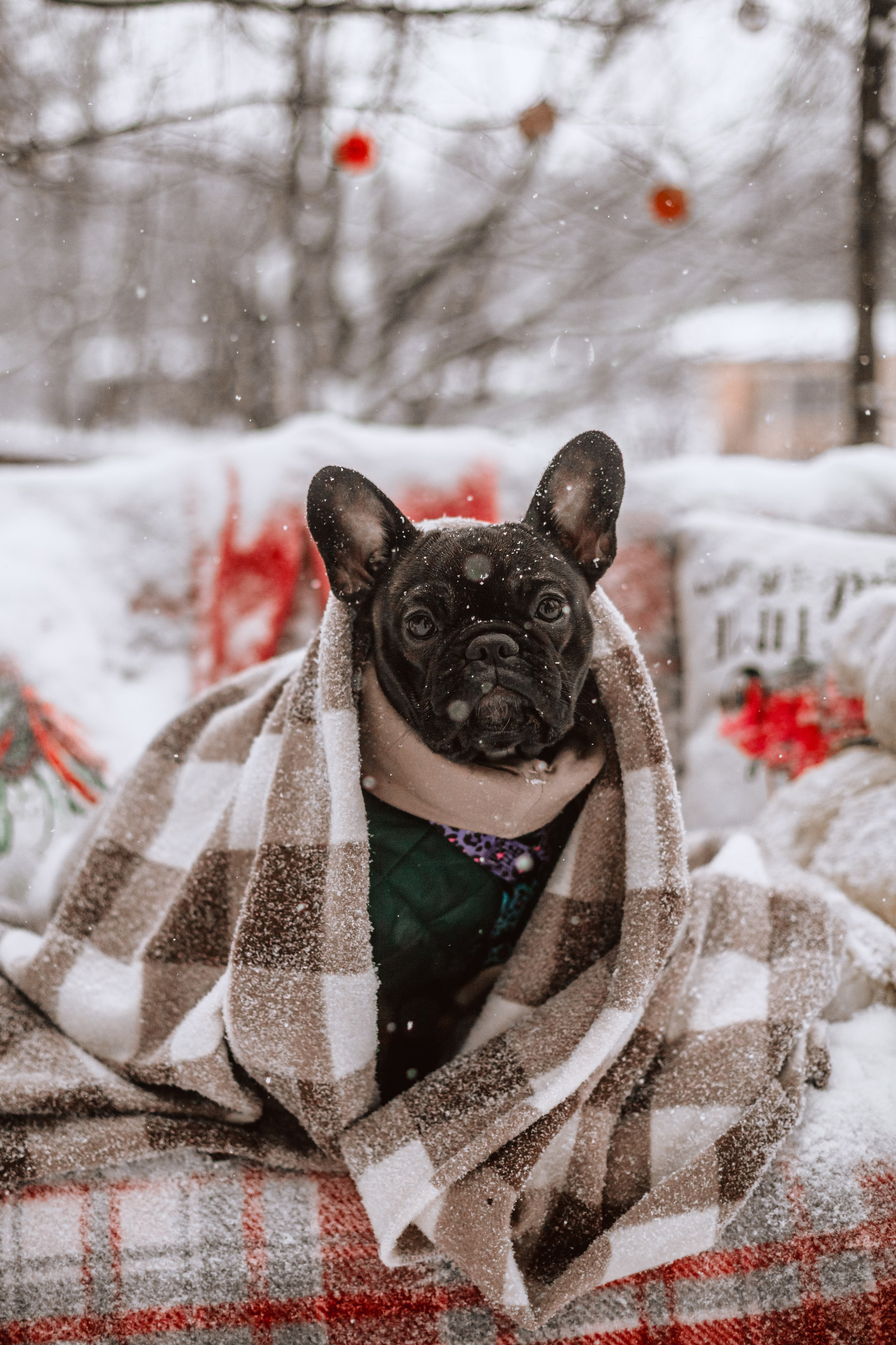 Кантри Хаус. Фотограф-анималист Татьяна Степанова