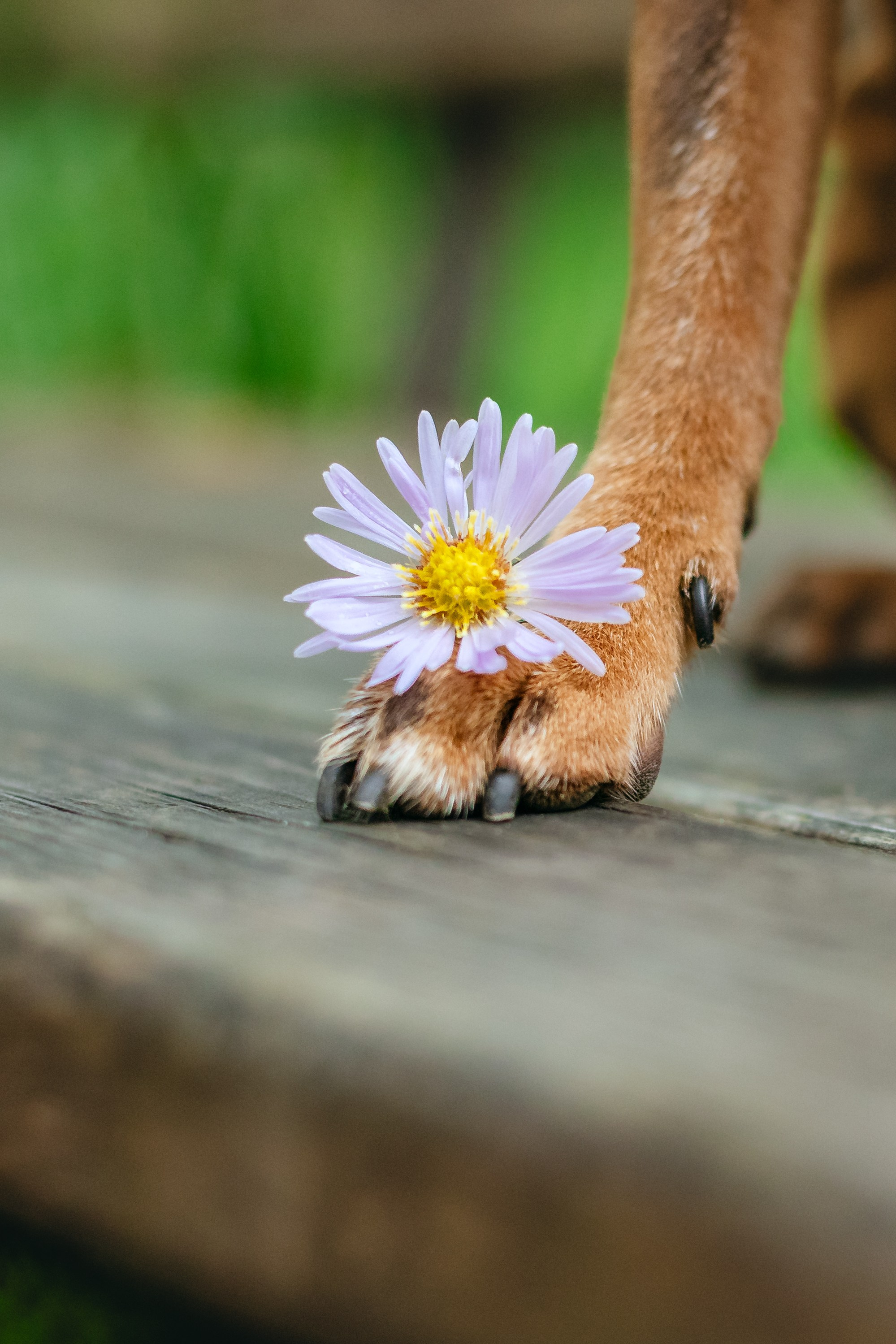 Юля и Леонид. Фотограф-анималист Татьяна Степанова