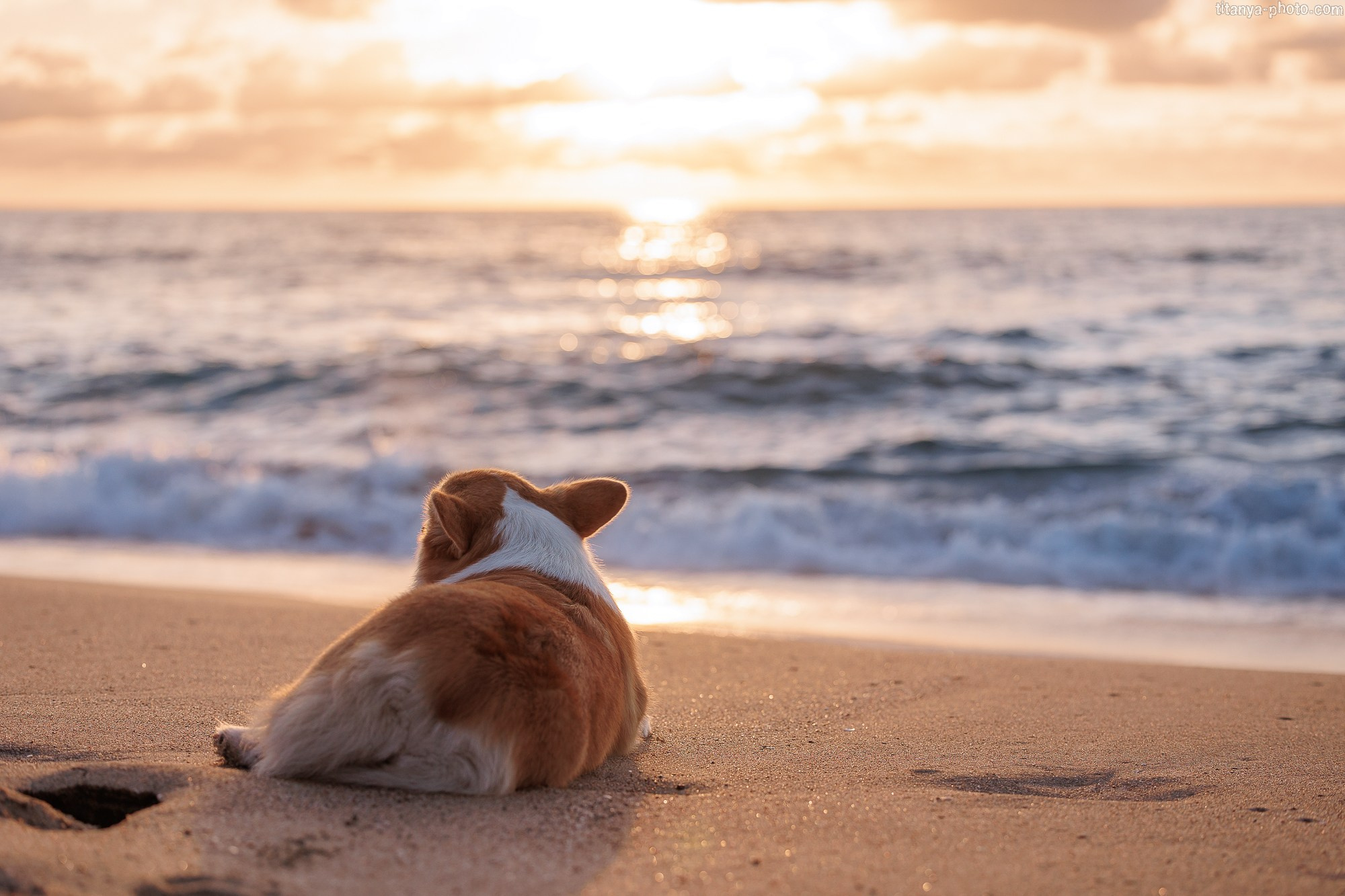 Тесла и Тихий океан. Фотограф собак, фотограф-анималист Аня Титова (Titanya). Москва