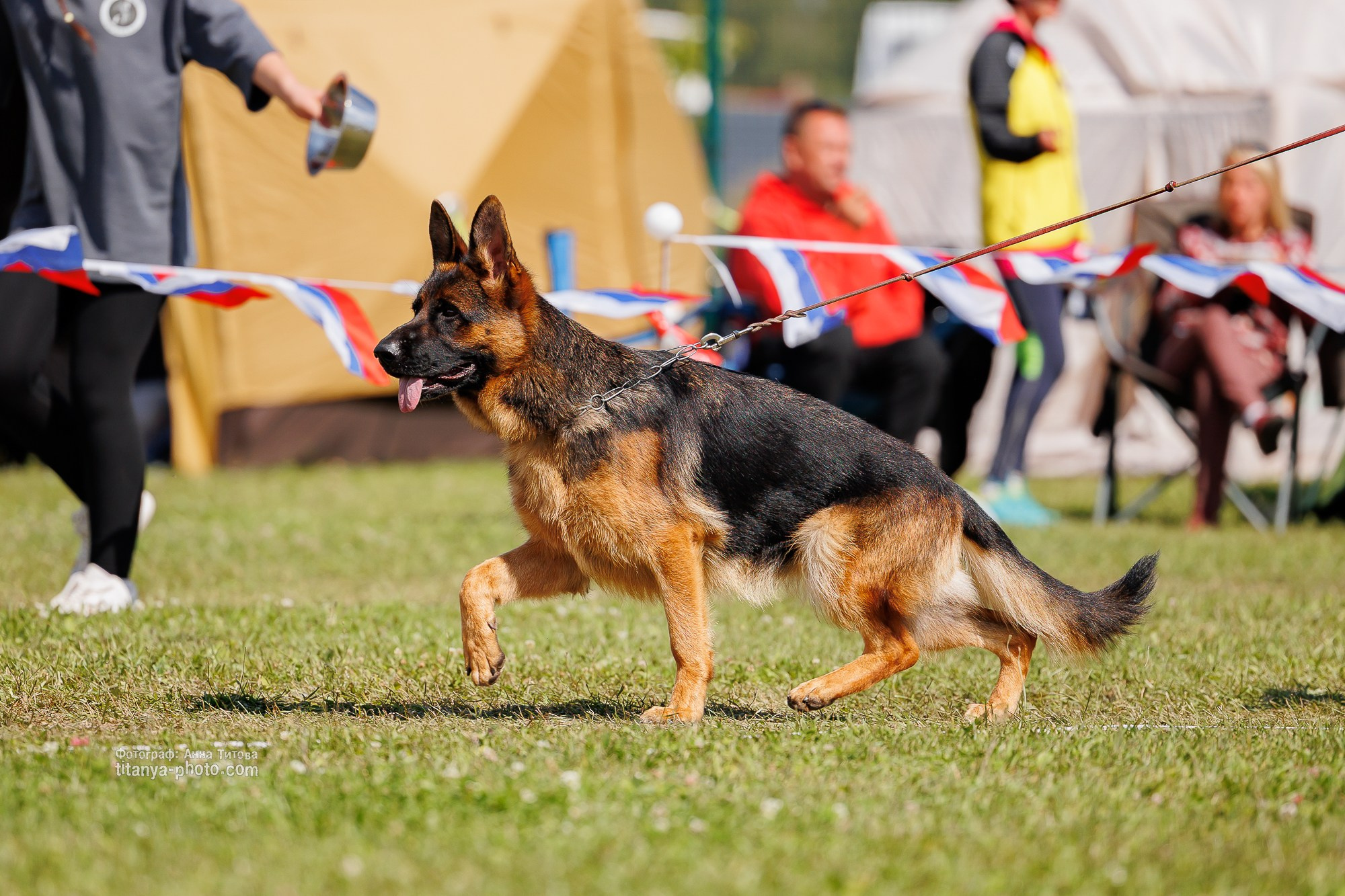 Немецкие овчарки: фото из рингов и вне ринга, мутпроба (фотографии с выставок). Фотограф собак, фотограф-анималист Аня Титова (Titanya). Москва