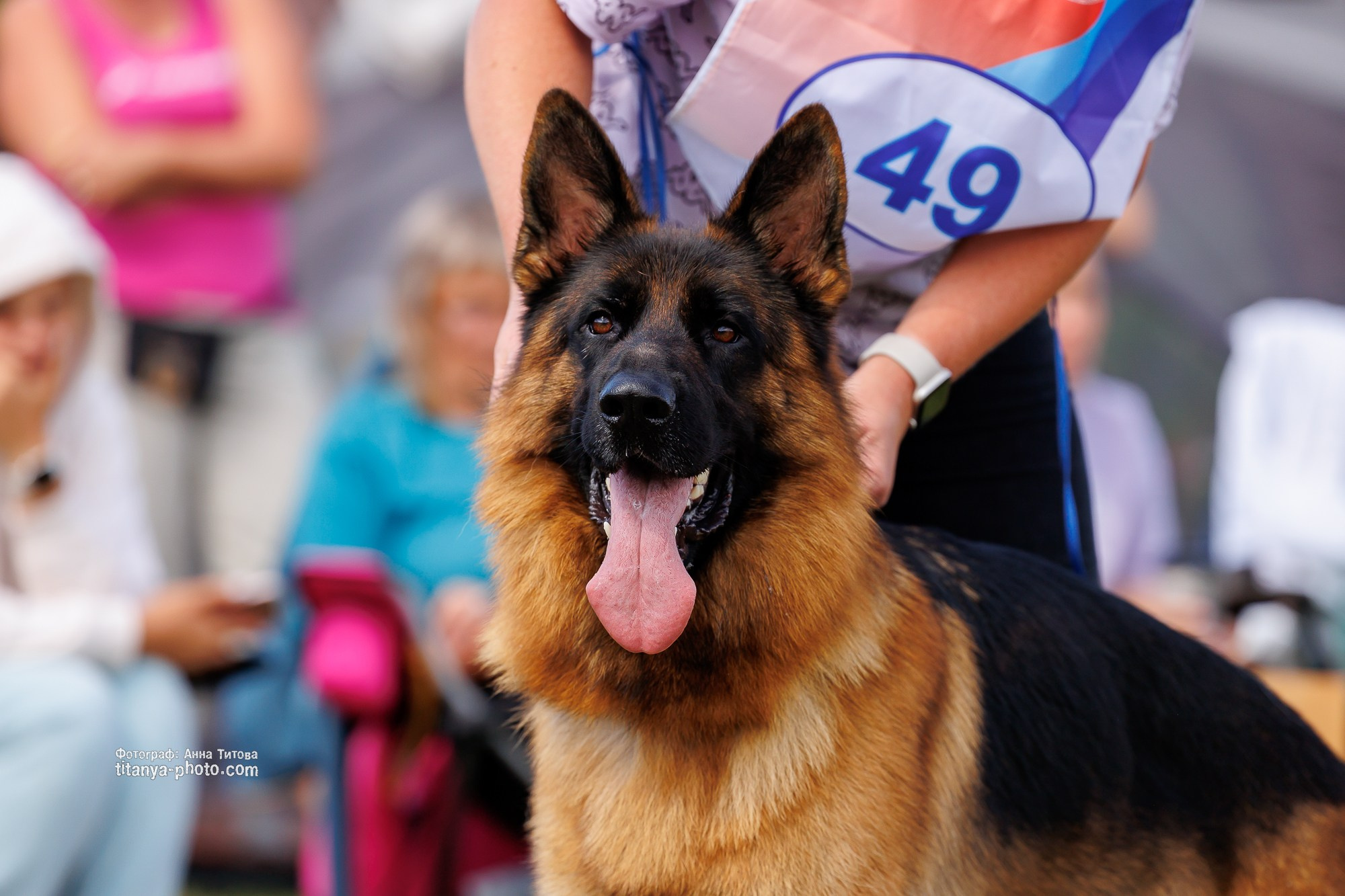 Немецкие овчарки: фото из рингов и вне ринга, мутпроба (фотографии с выставок). Фотограф собак, фотограф-анималист Аня Титова (Titanya). Москва