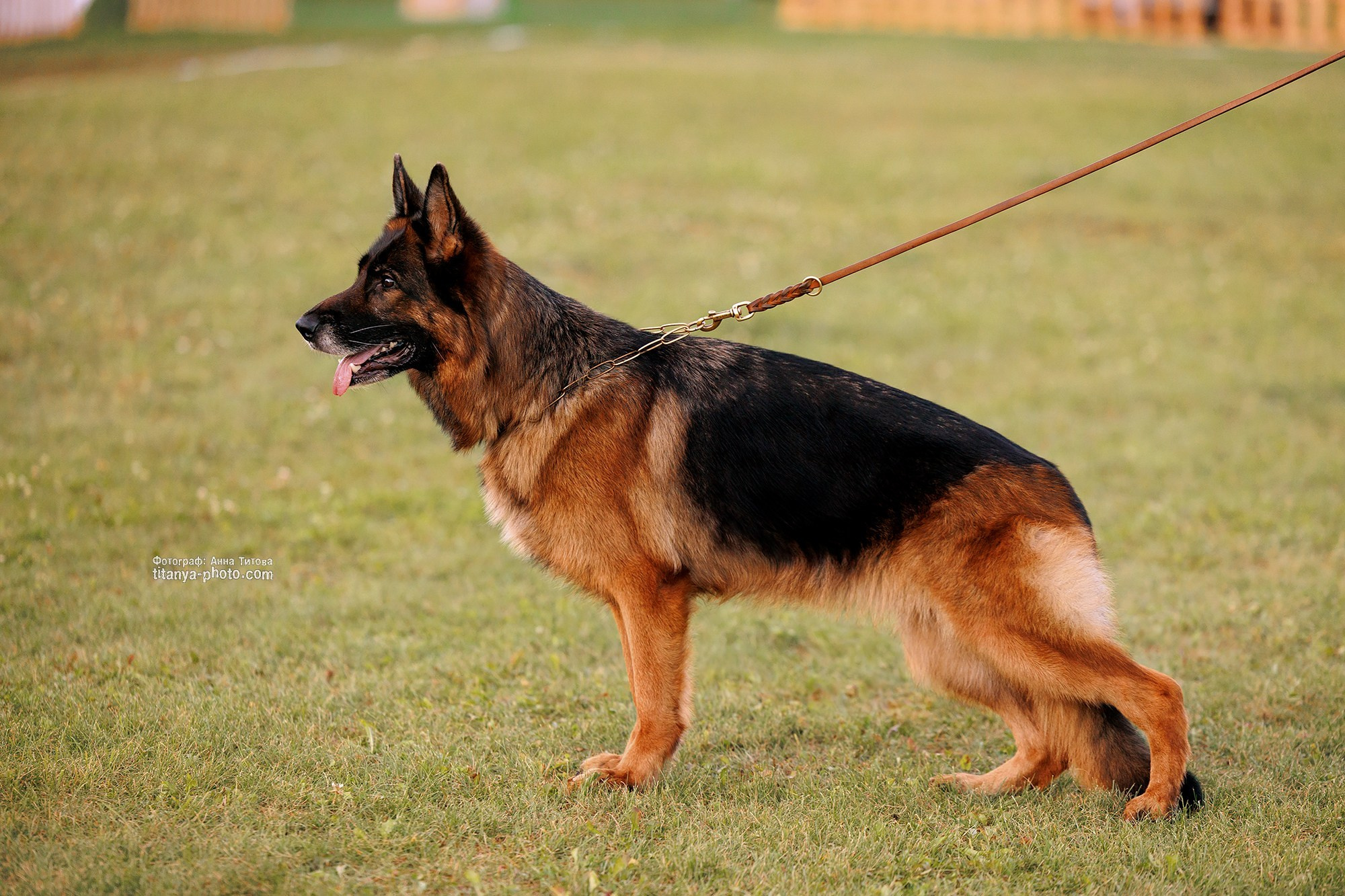 Экстерьерная фотосъёмка немецких овчарок. Фотограф собак, фотограф-анималист Аня Титова (Titanya). Москва