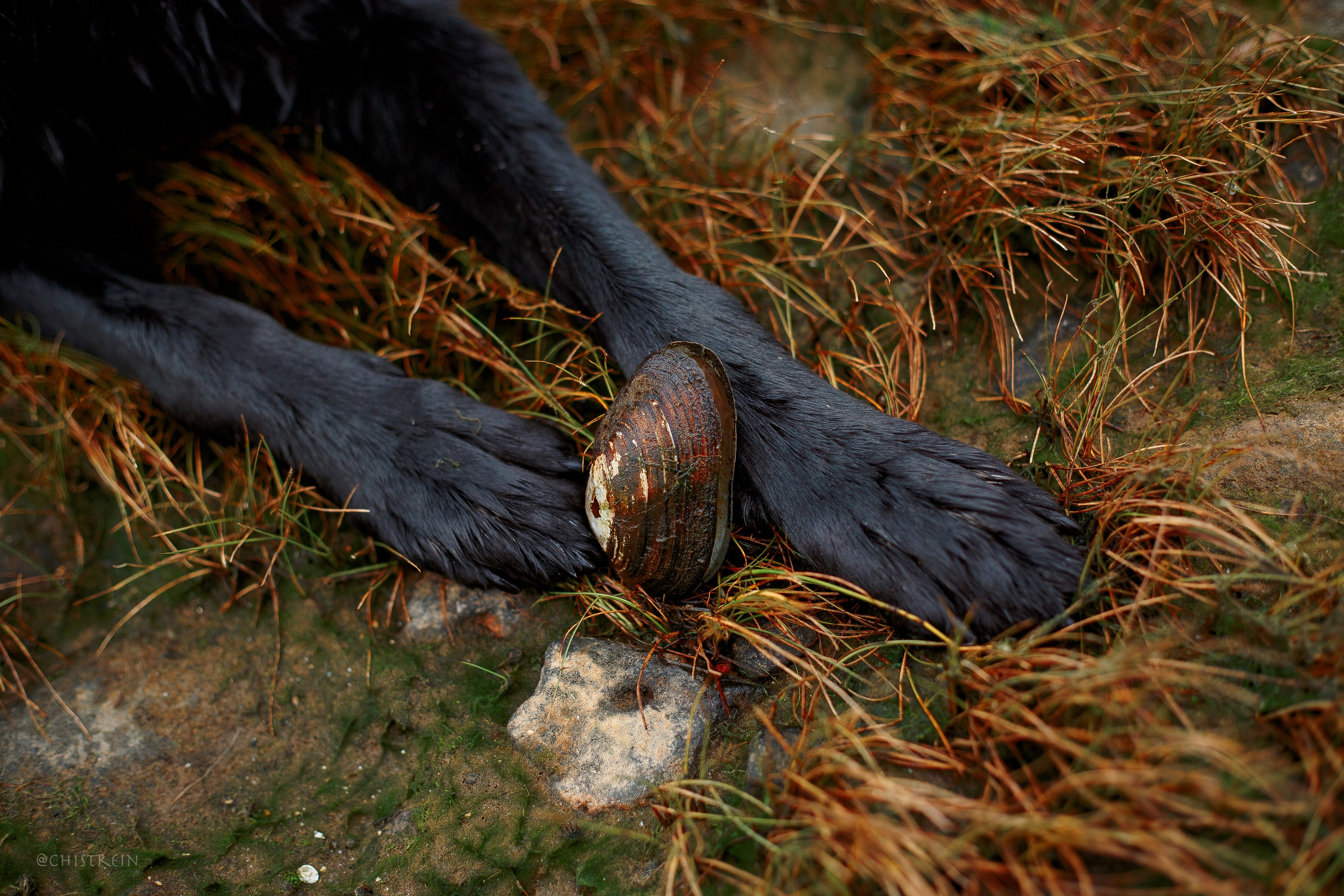 Дальний пирс. Фотограф-анималист Наталия Чистюхина в г. Сосновый Бор и ЛО
