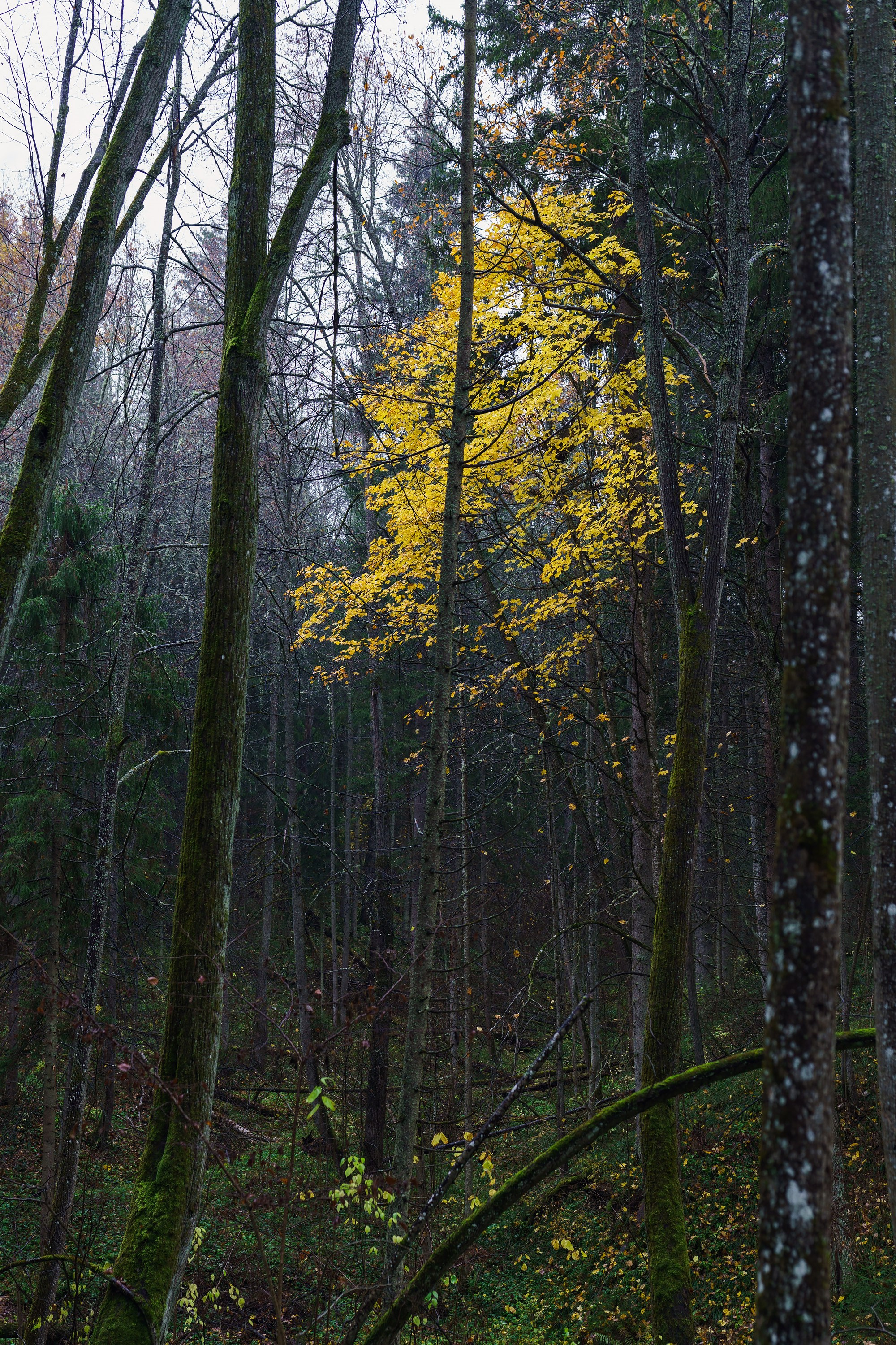 Фотографии Трейл Кутузов 2025. Фотограф спортивные события, недвижимость, турбизнес