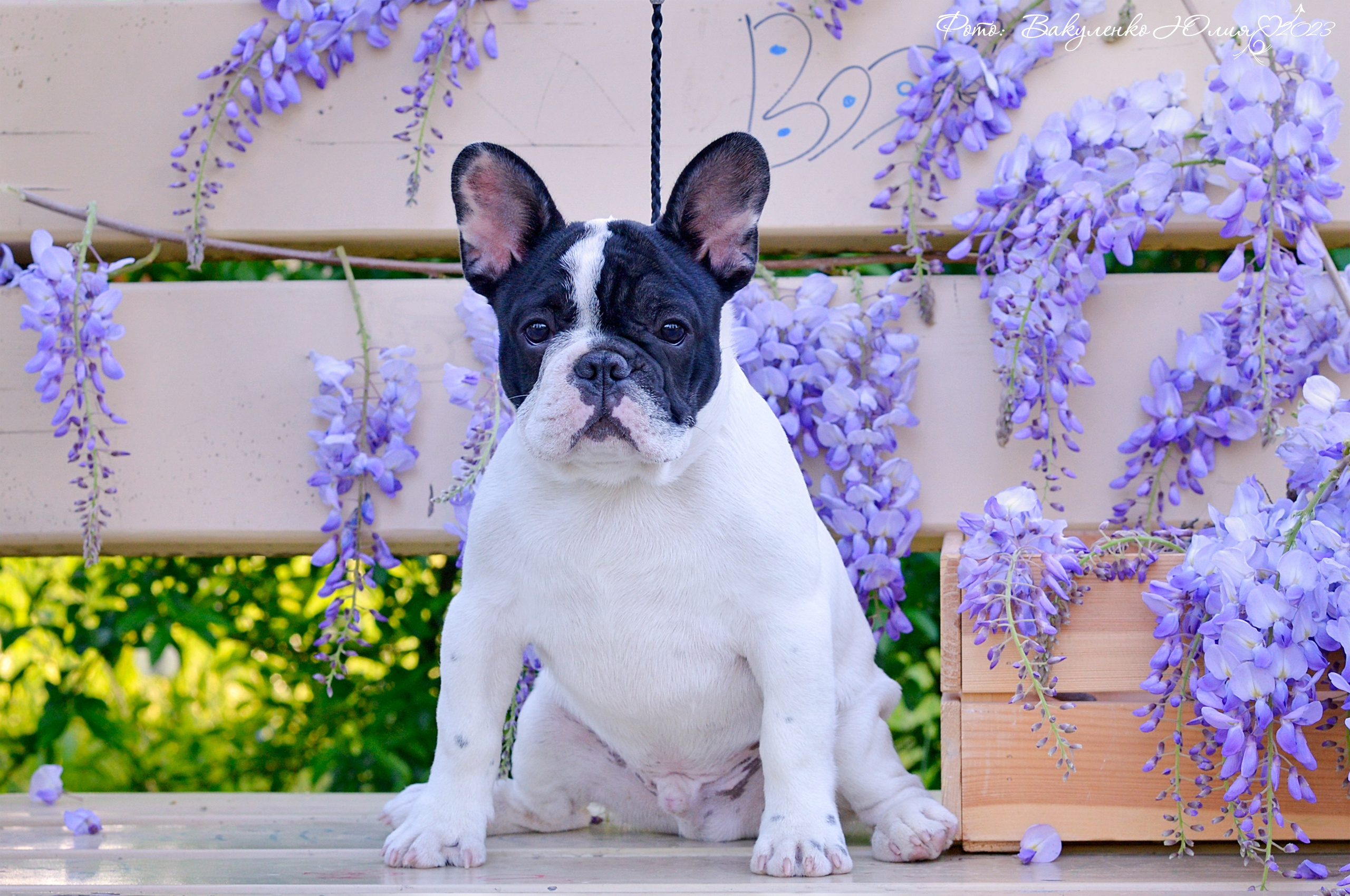 Студийная съемка. Фотограф анималист | семейный Юлия Вакуленко, г. Краснодар