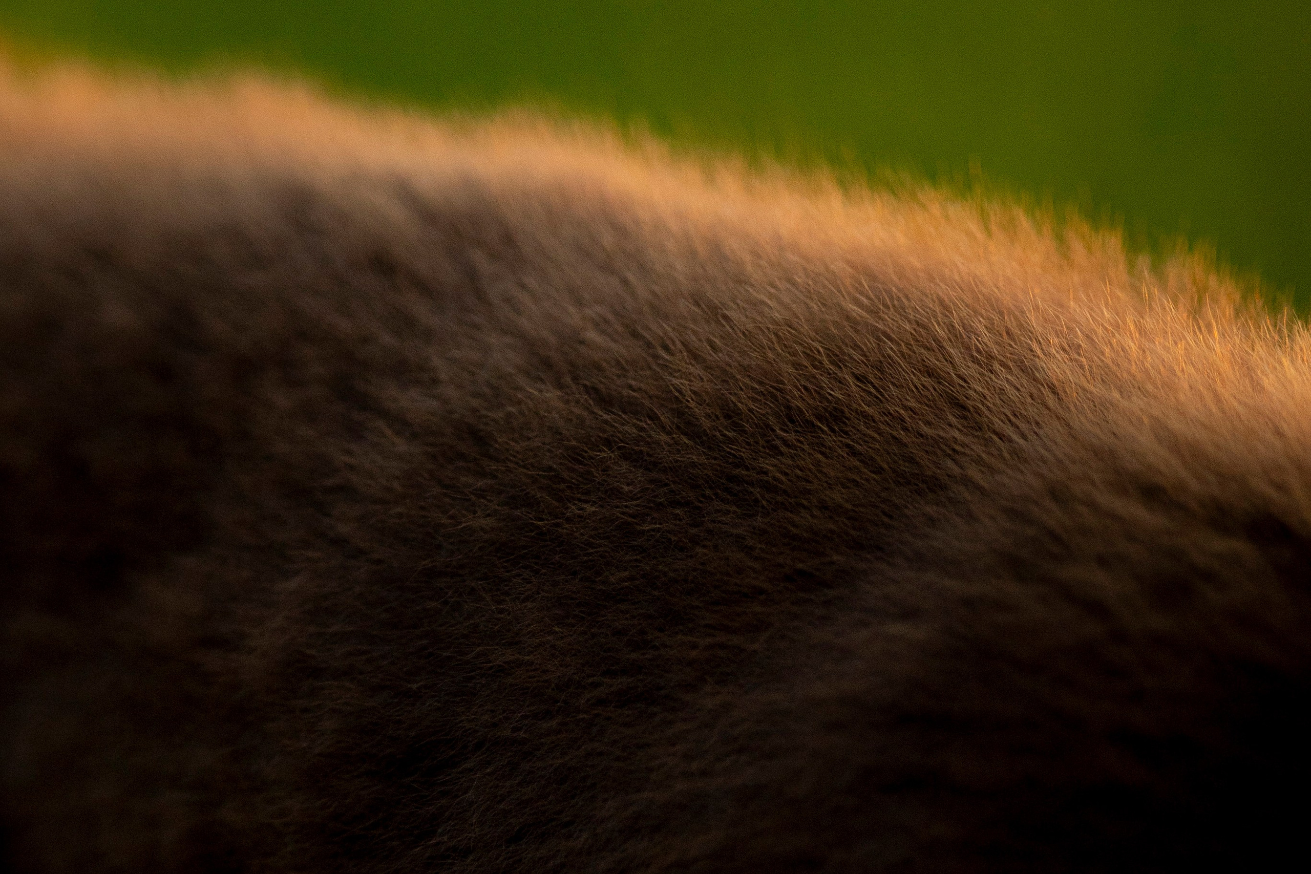 Съемка щенка. Анастасия Белаш