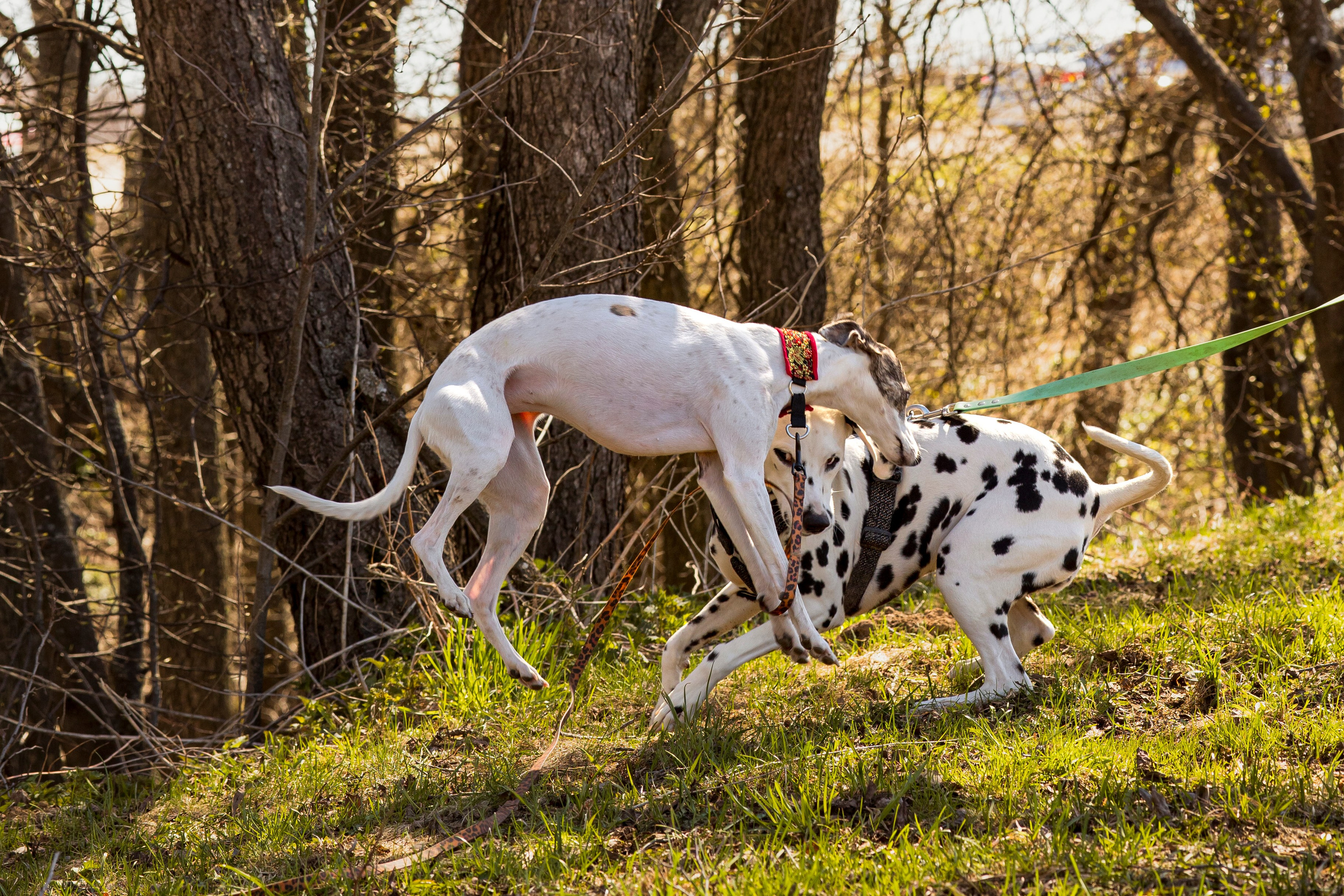 Смена в «DogCamp». Анастасия Белаш